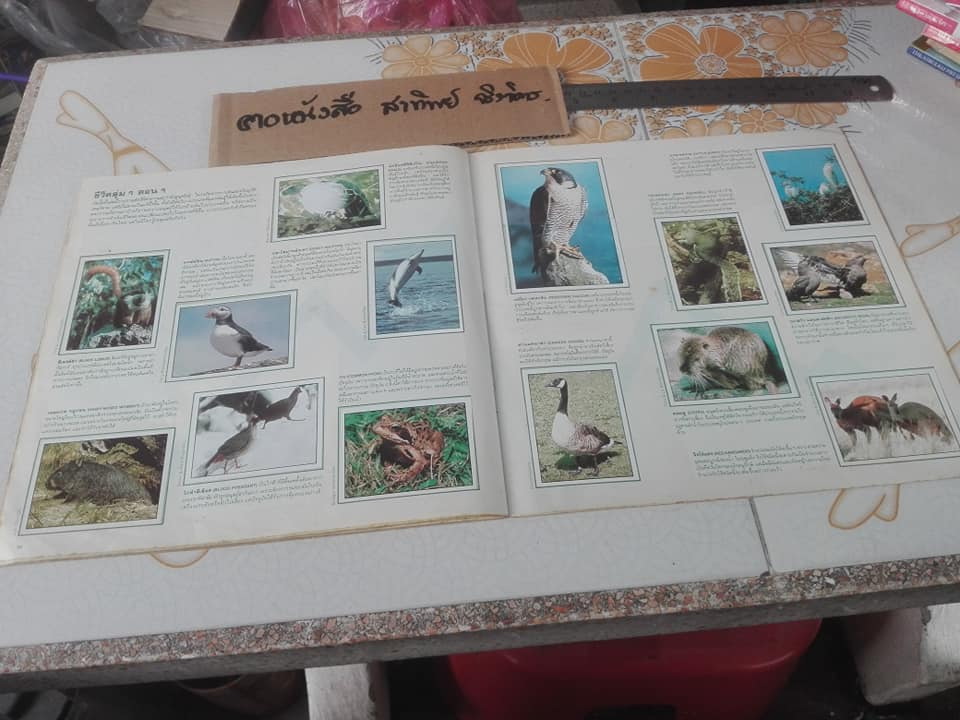 สมุดสะสมสติกเกอร์ ชีวิตสัตว์โลก (แปะครบ 240 รูป) ** สินค้าหมด**