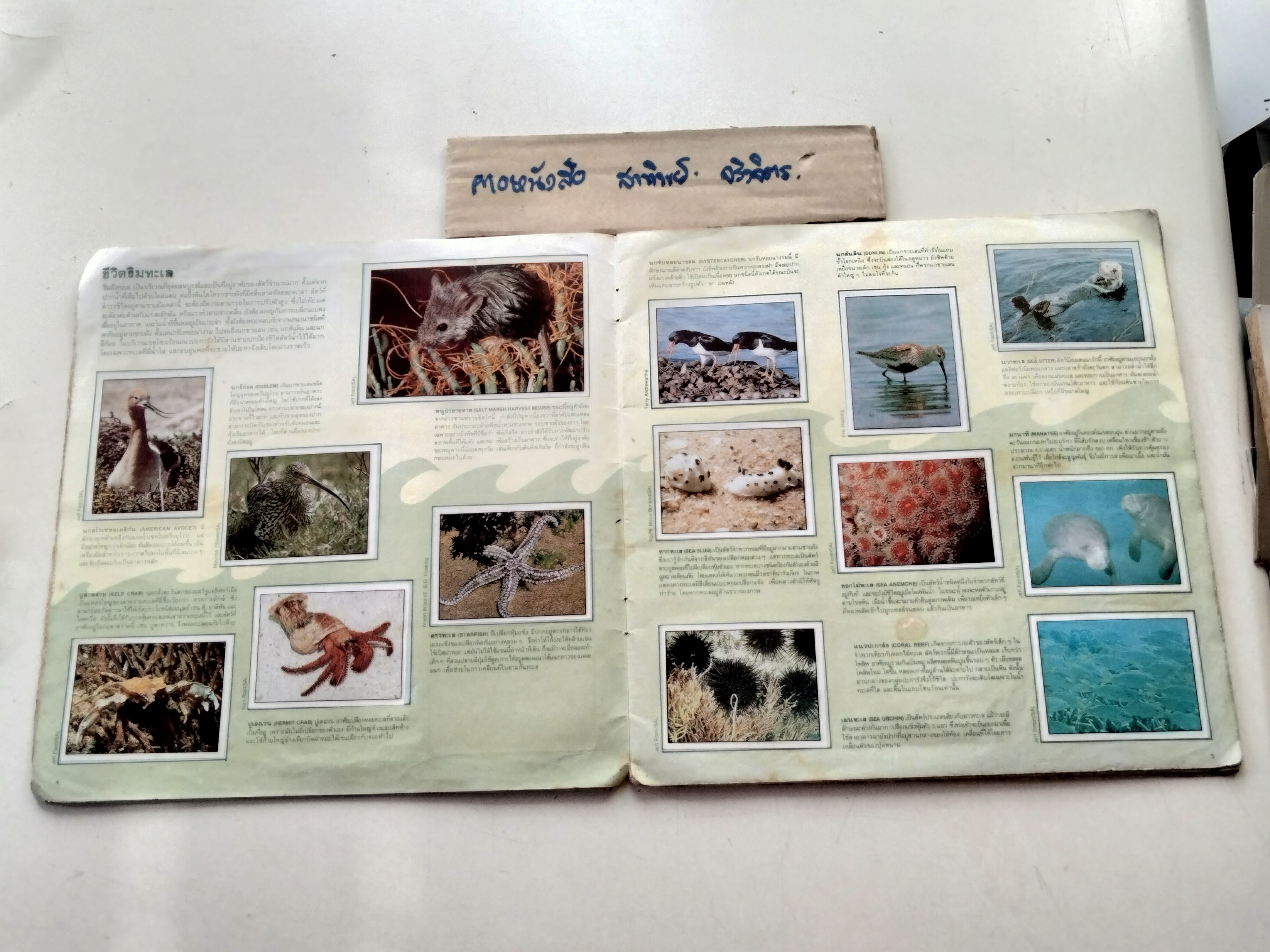 สมุดสะสมสติกเกอร์ ชีวิตสัตว์โลก (แปะครบ 240 รูป) หนังสือมือสอง สภาพพอใช้ **สินค้าหมด**