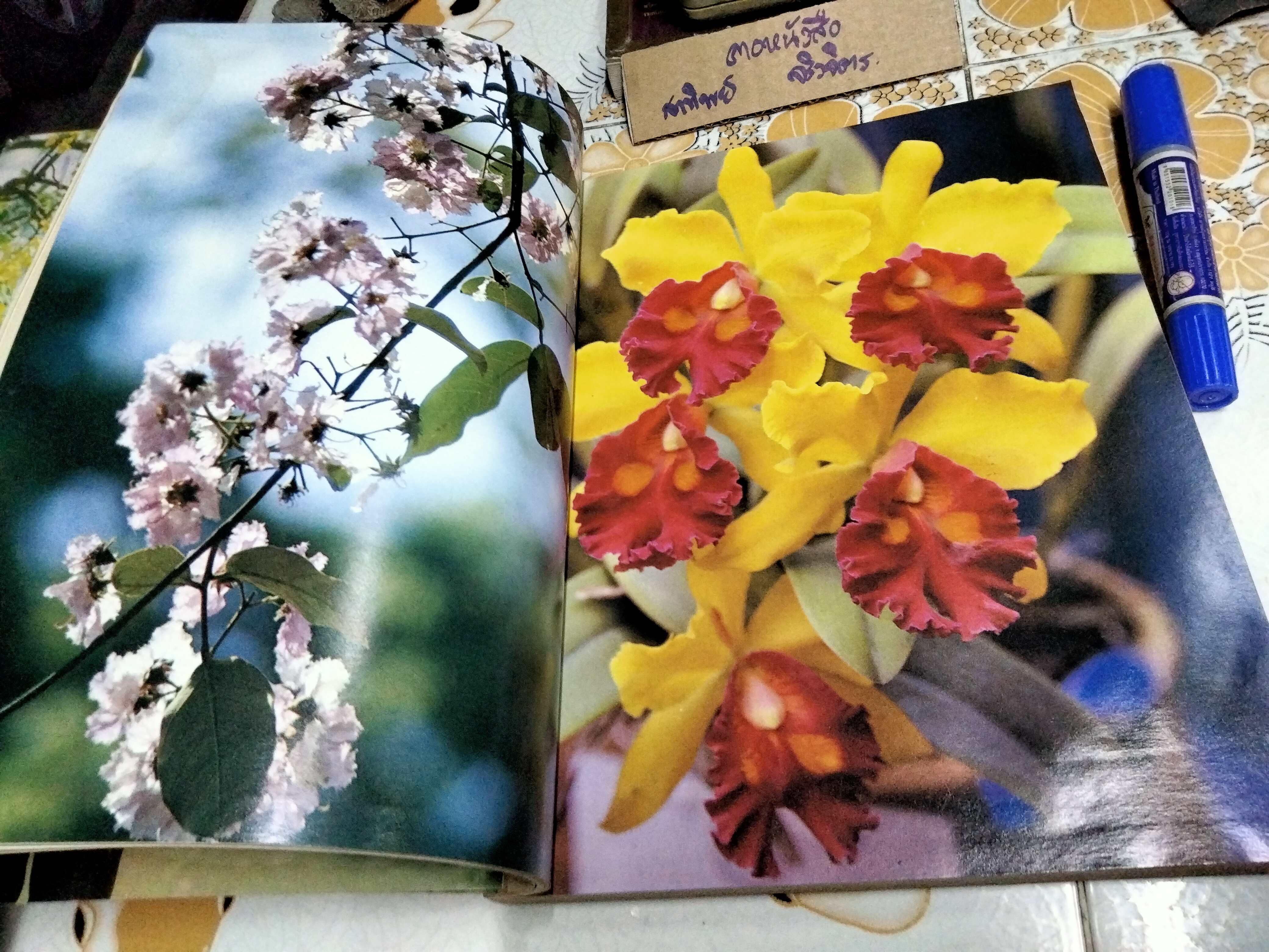 เพียงข้าวเมล็ดเดียว โดย ศาสตราจารย์ ระพี สาคริก พิมพ์ พ.ศ.2525 **สินค้าหมด**