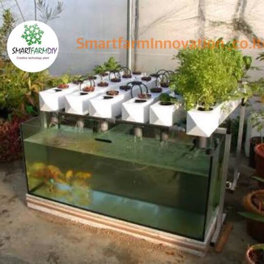 ระบบ aquaponics ปลูกพืชพร้อมกับเลี้ยงสัตว์ในระบบนิเวศน์
