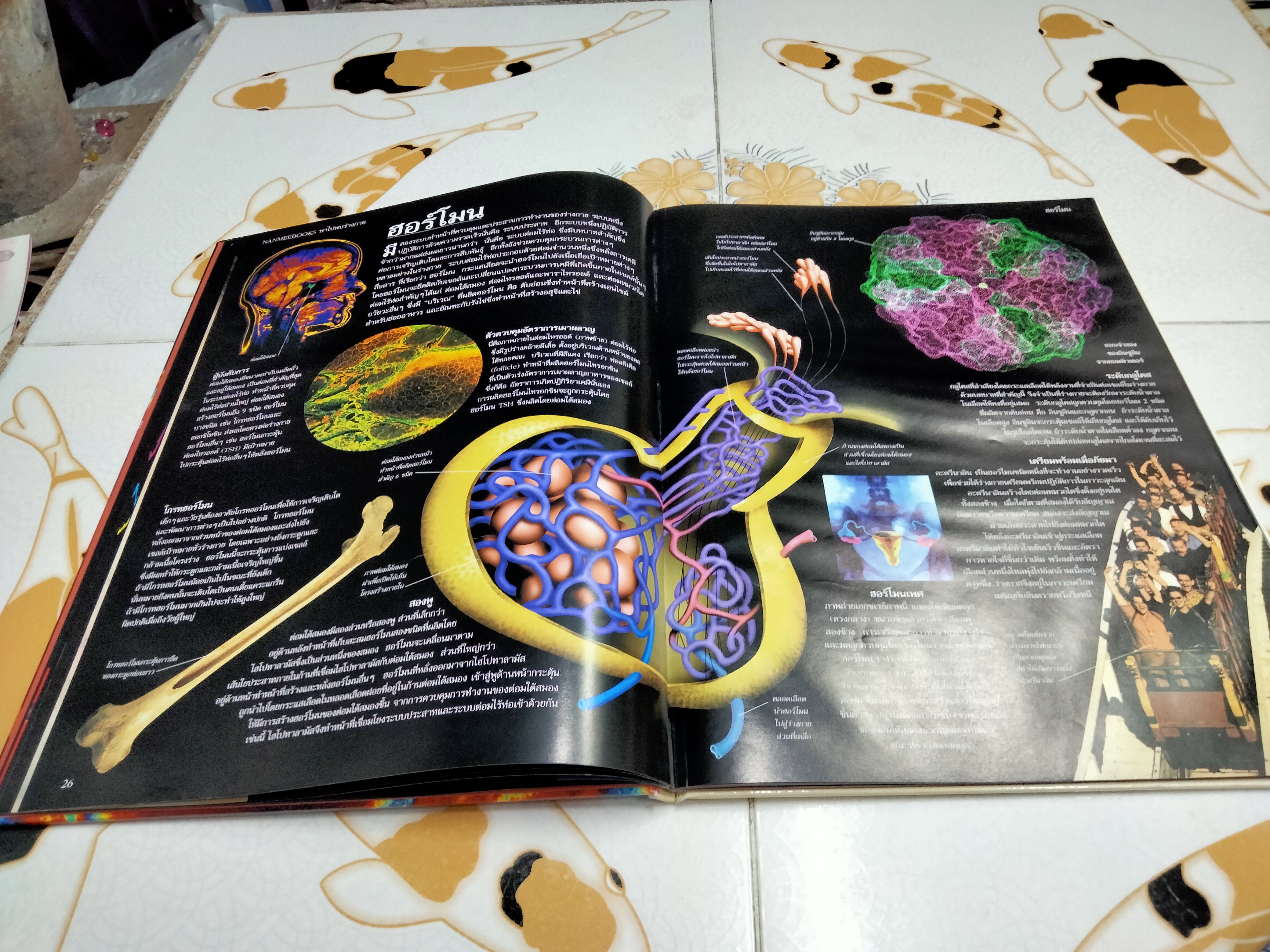 NANMEEBOOKS พาไปพบร่างกาย - Richard Walker เขียน, มีนา โอวราวินทร์ แปล (มีตราประทับจากห้องสมุดที่ใบรองปกหน้าและหลัง)