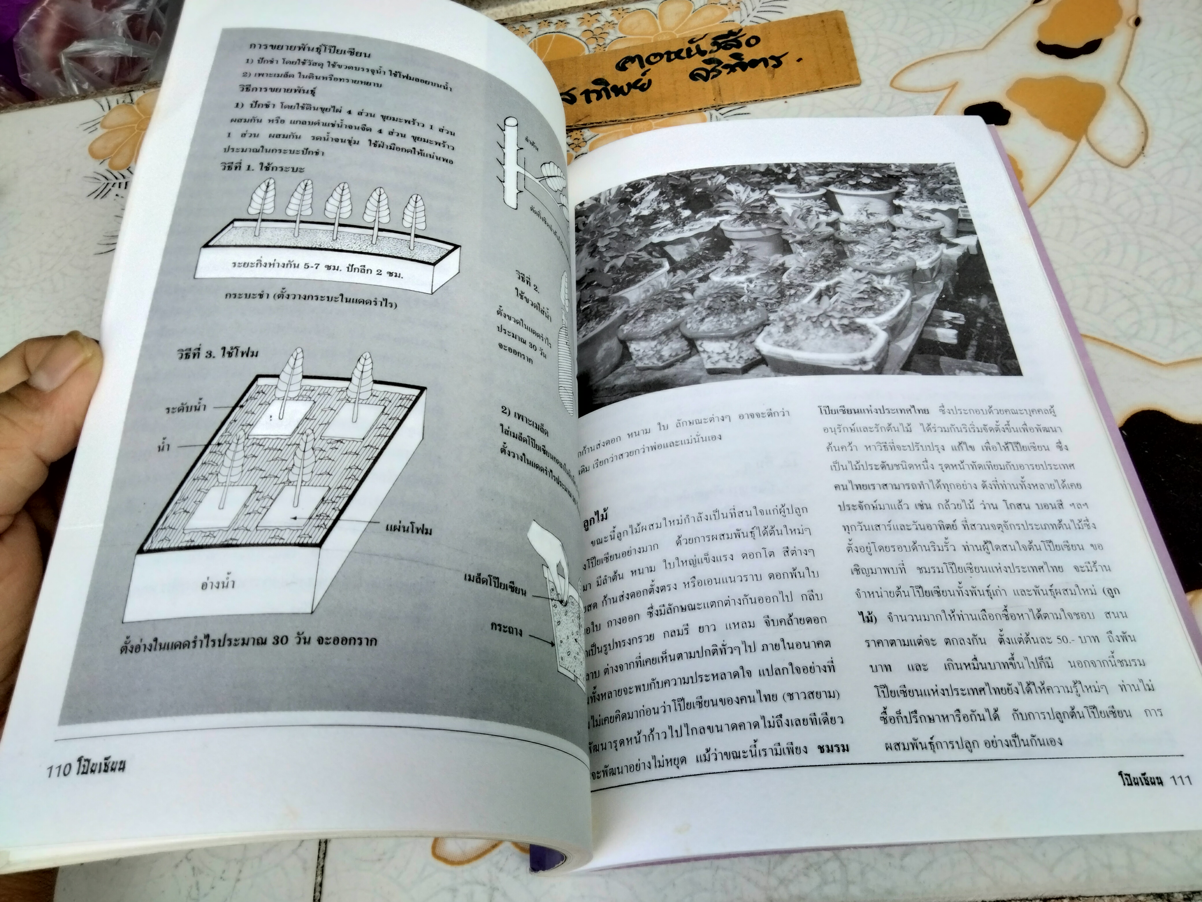 โป๊ยเซียน ต้นไม้เสี่ยงทาย เล่ม 2 โดย มณฑล เนตรสว่าง พิมพ์ปี พ.ศ 2537