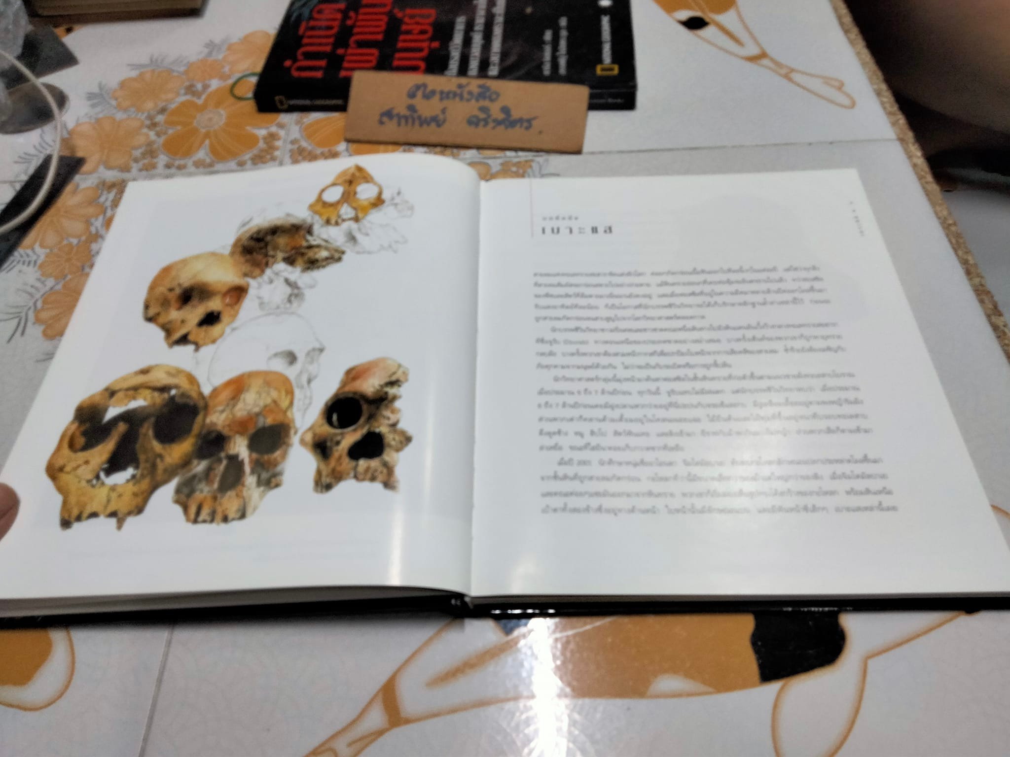 กำเนิดเผ่าพันธุ์มนุษย์ คาร์ล ซิมเมอร์ เขียน - อรรคพัฐโกสิยตระกูล แปล (NATIONAL GEOGRAPHY ปกแข็ง) **สินค้าหมด**