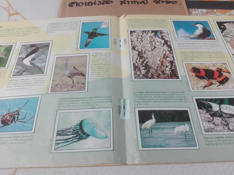 สมุดสะสมสติกเกอร์ ชีวิตสัตว์โลก (แปะครบ 240 รูป) ** สินค้าหมด**
