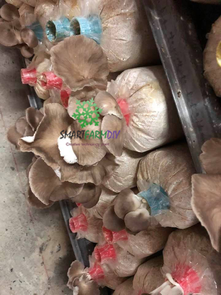 โรงเรือนเพาะเห็ดควบคุมอุณหภูมิความชื้นพร้อมระบบ (IoT)