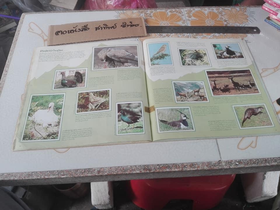 สมุดสะสมสติกเกอร์ ชีวิตสัตว์โลก (แปะครบ 240 รูป) ** สินค้าหมด**