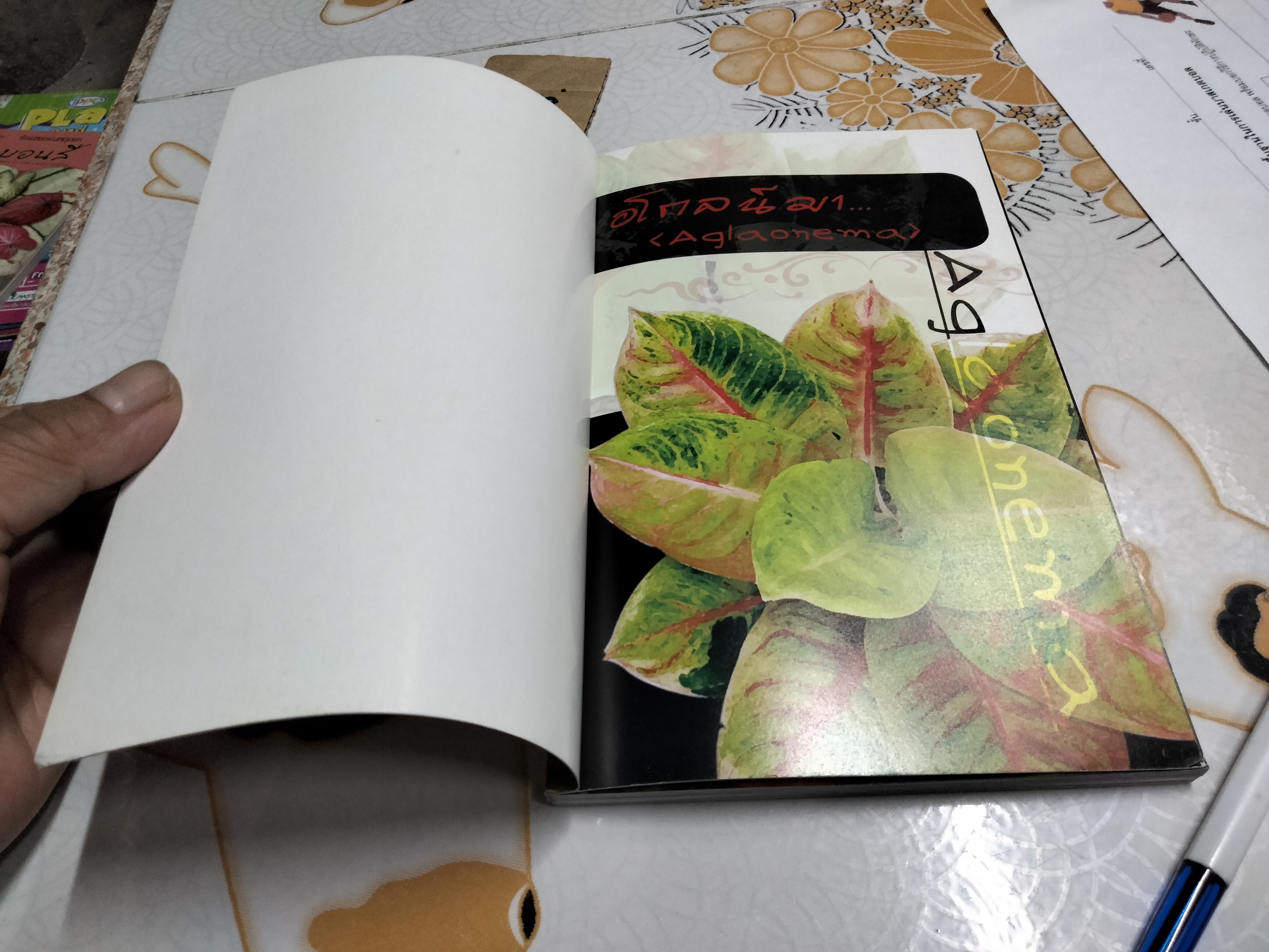 อโกลนีมา - ร้อยพรรณพฤกษา โดย อ.เศรษฐมันตร์ กาญจนกุล **สินค้าหมด**