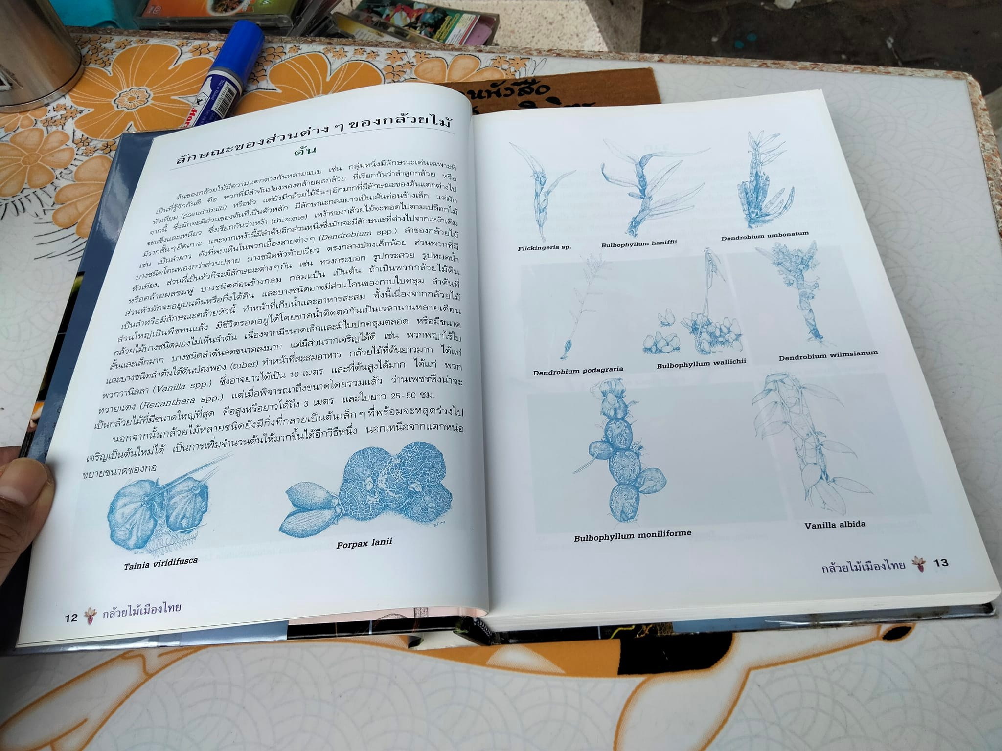 กล้วยไม้เมืองไทย - รศ. ดร.อบฉันท์ ไทยทอง **สินค้าหมด**