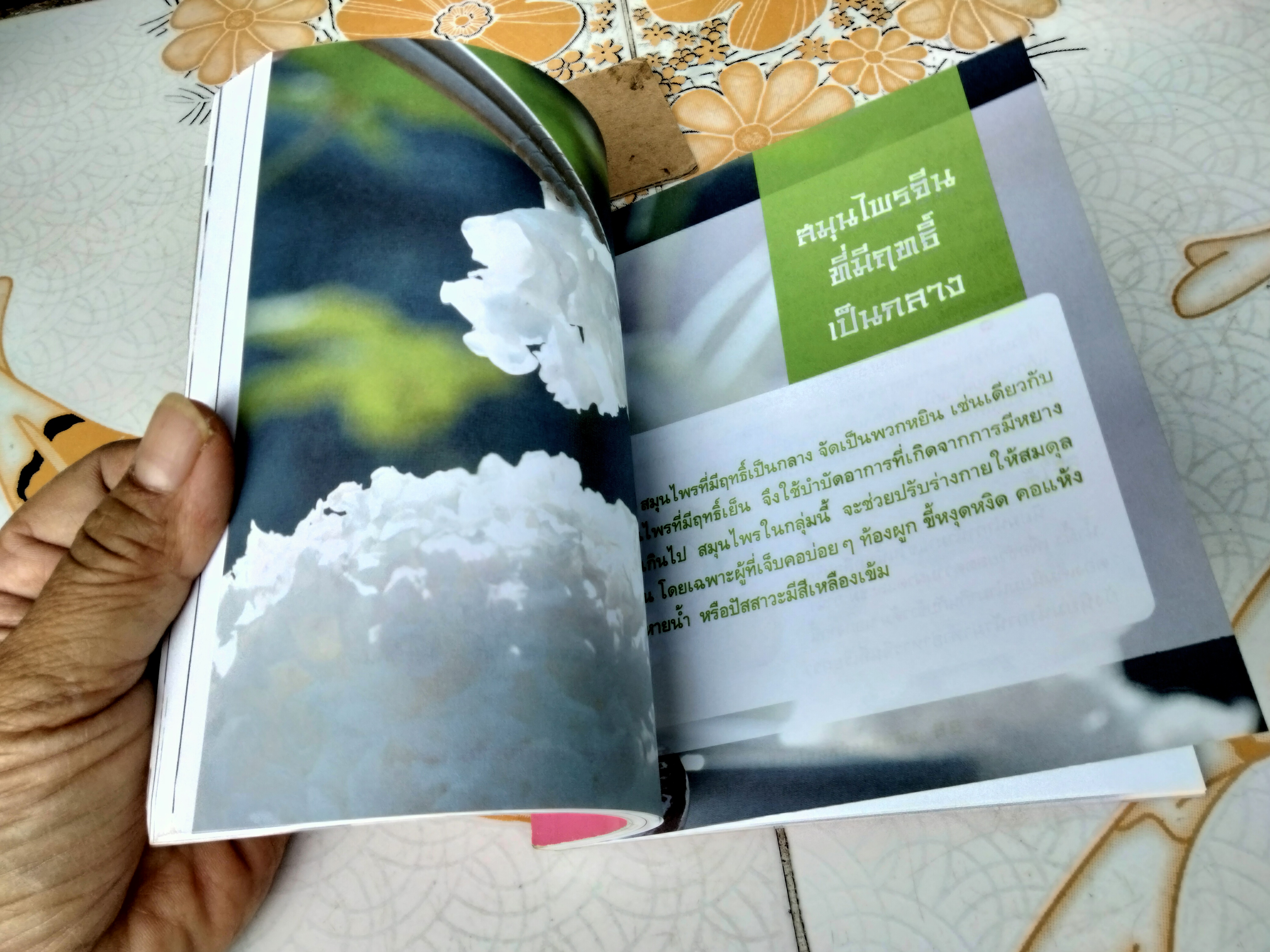 มหัศจรรย์ สมุนไพรจีน - หนังสืออภินันทนาการ โดย บ.หลักทรัพย์จัดการกองทุน กสิกรไทย จำกัด