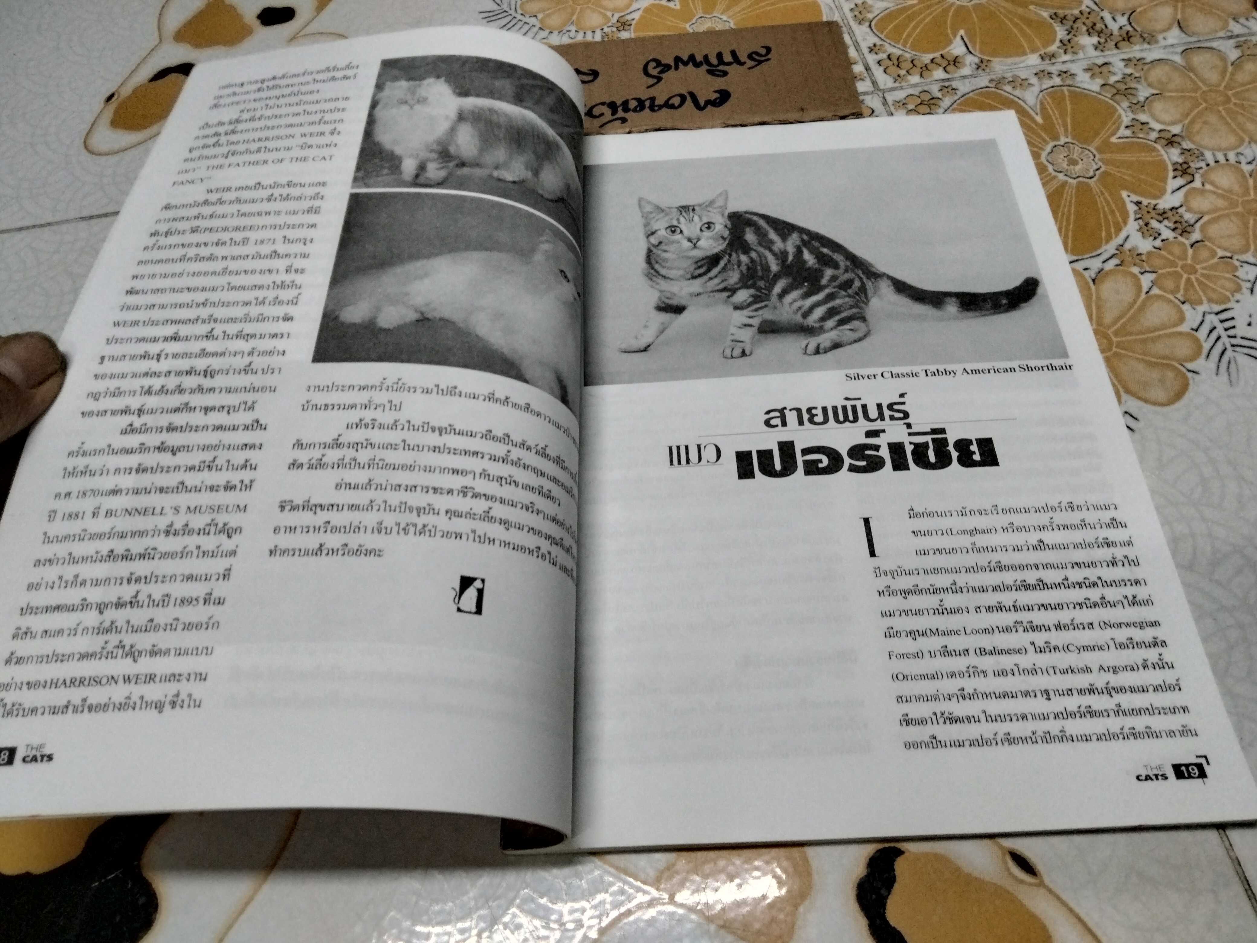 THE CATS คู่มือสำหรับคนรักแมว **สินค้าหมด**