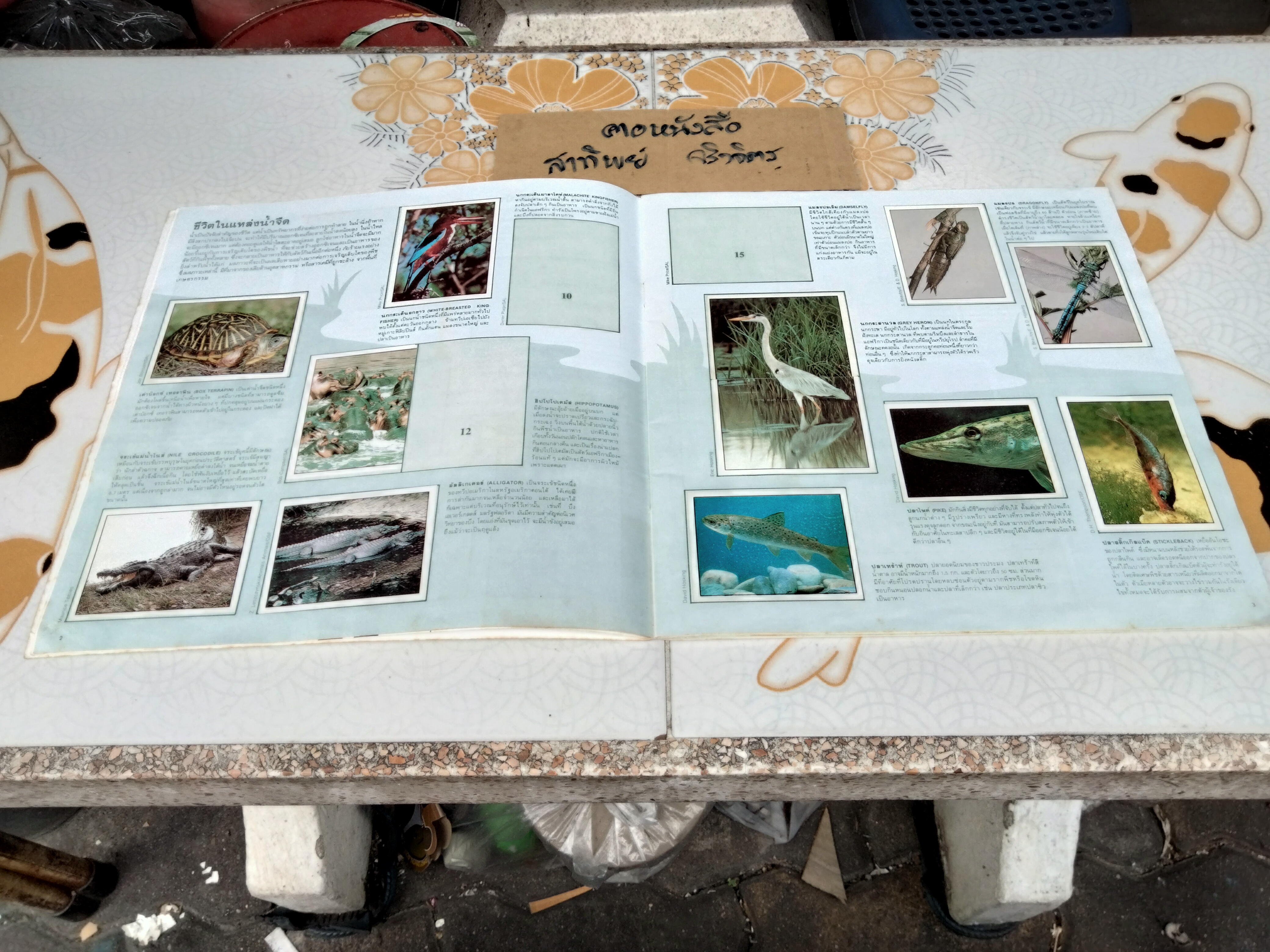 สมุดสะสมสติกเกอร์ ชีวิตสัตว์โลก (แปะสติกเกอร์ 178 รูป จากทั้งหมด 240 รูป) **สินค้าหมด**