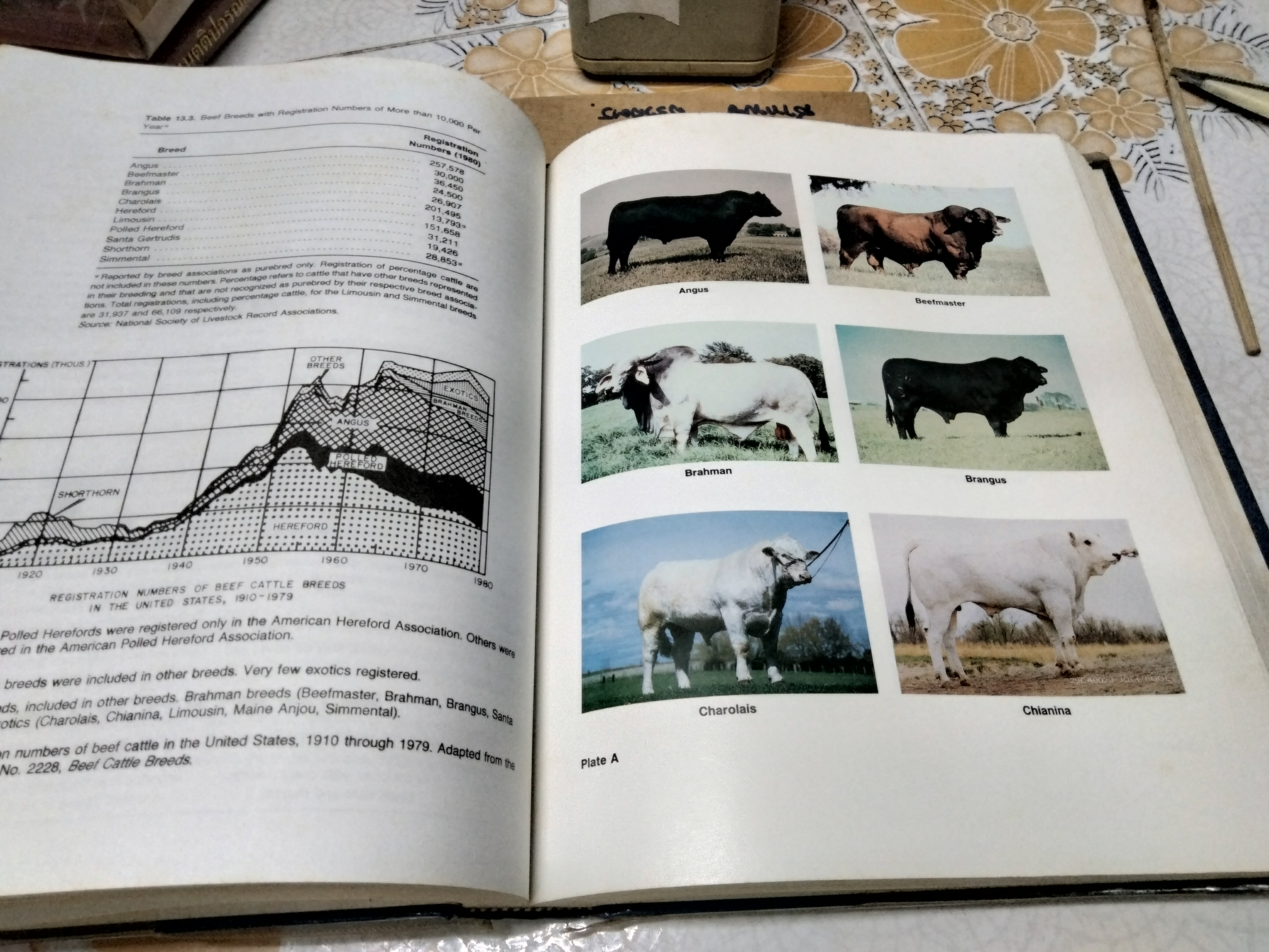 Beef Production and the Beef Industry A Beef Producer's Perspective. Robert E. Taylor