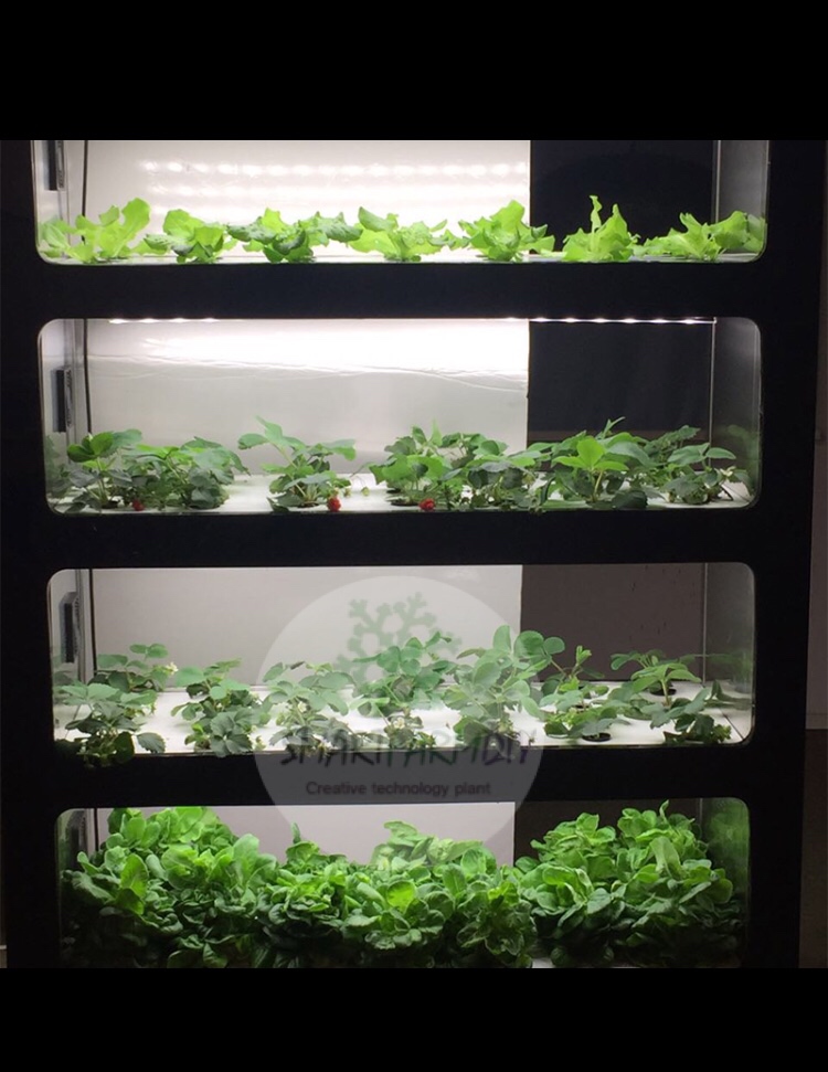 ตู้ปลูกผักอัจฉริยะ