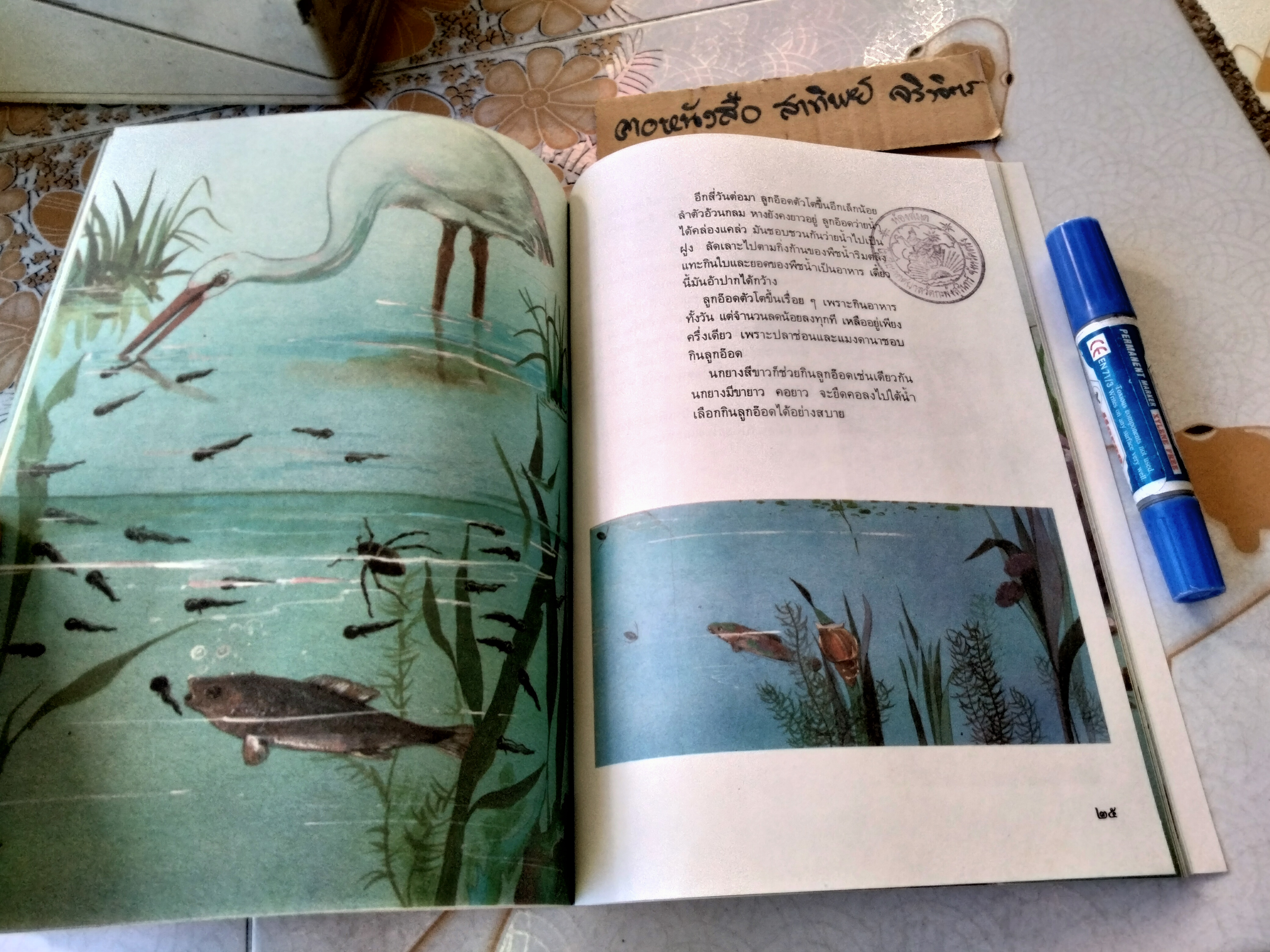 ในสระจ้อย #หนังสือส่งเสริมการอ่านระดับประถมศึกษา (หนังสือเตรียมทำหนังสือห้องสมุด-สภาพดี)