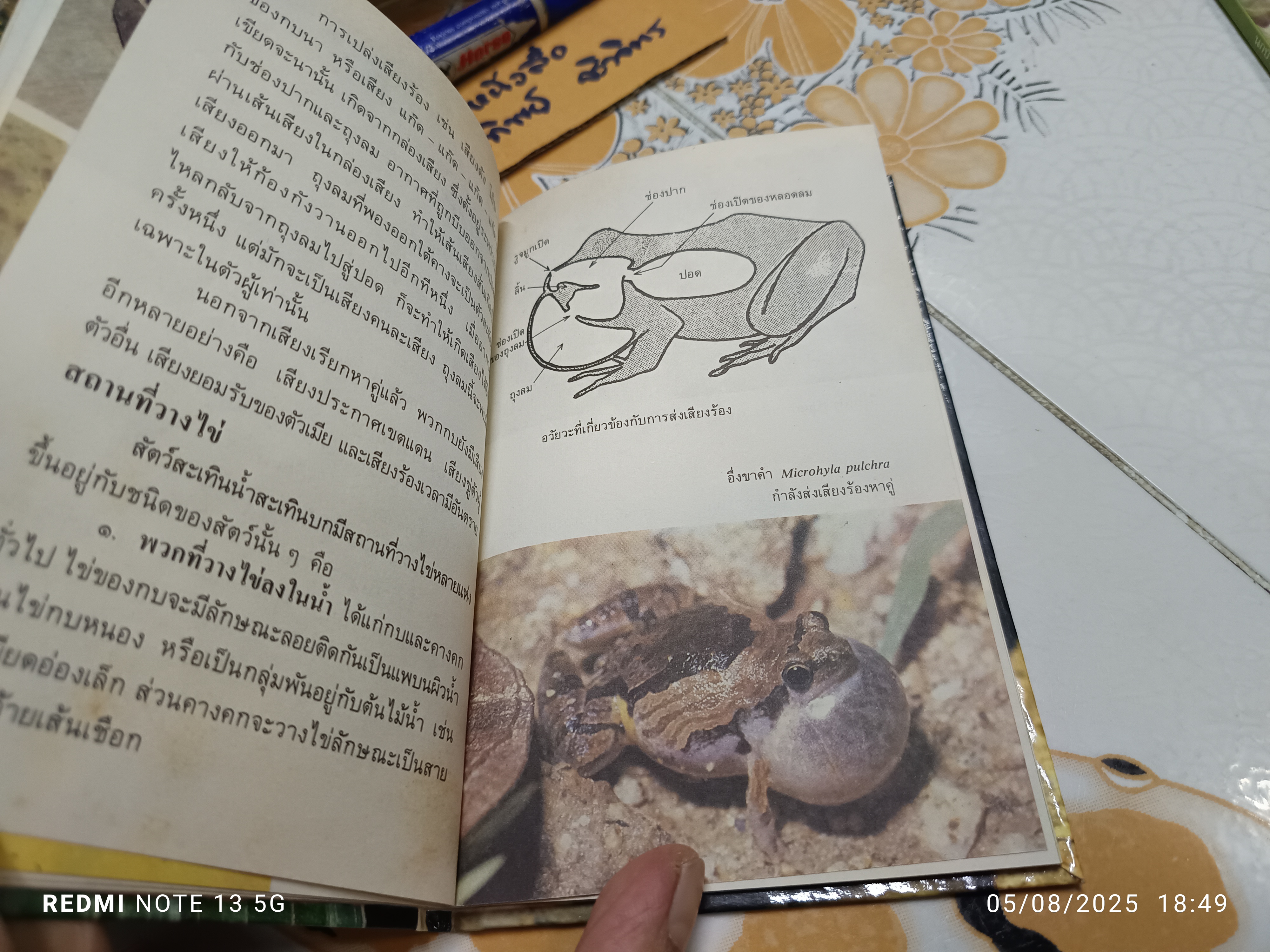 สัตว์สะเทินน้ำสะเทินบก เขียนโดย จารุจินต์ นภีตะภัฏ. หนังสือชุดความรู้ไทยขององค์การค้าคุรุสภา พิมพ์ครั้งแรกพ.ศ 2531