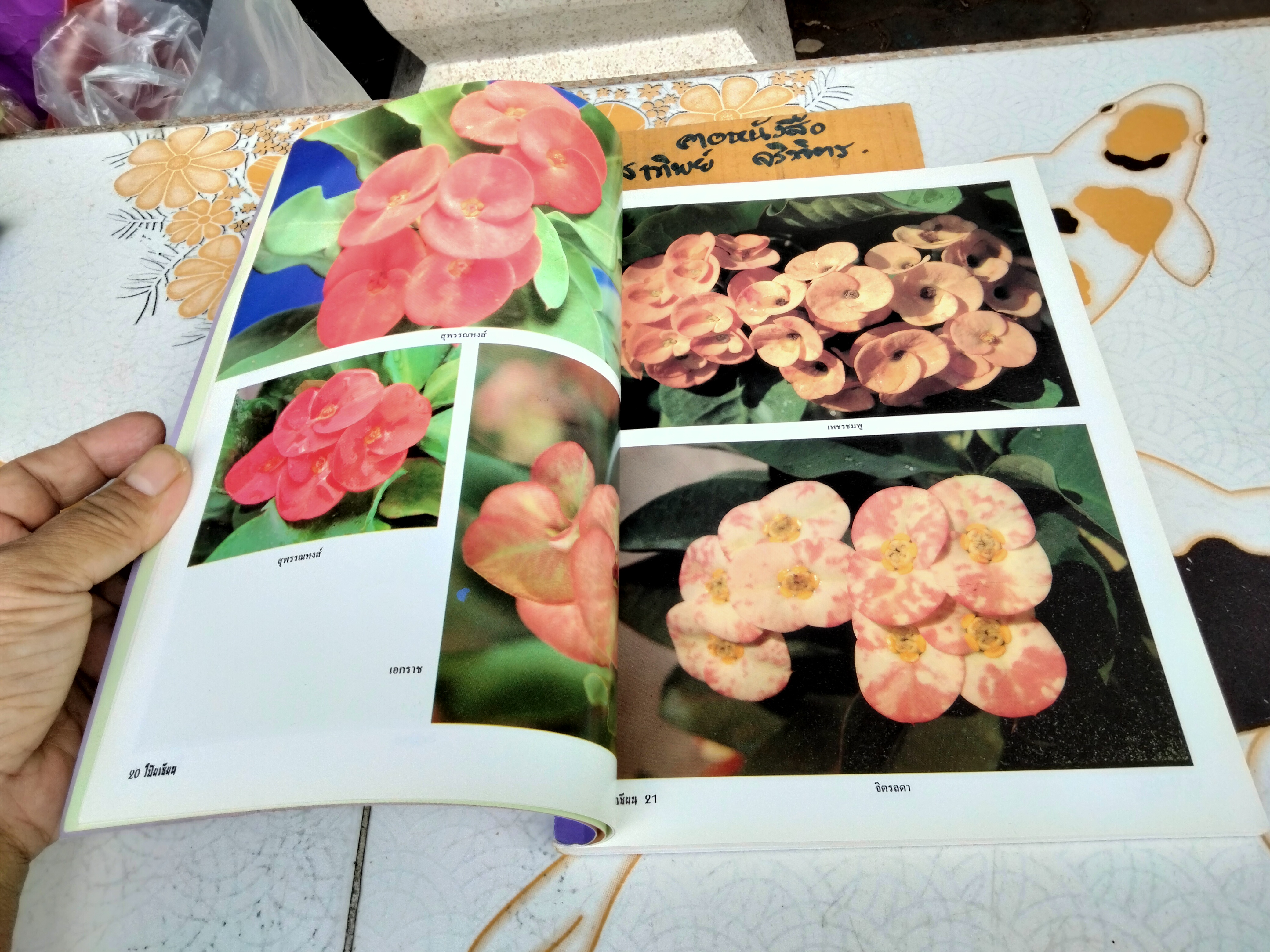 โป๊ยเซียน ต้นไม้เสี่ยงทาย เล่ม 2 โดย มณฑล เนตรสว่าง พิมพ์ปี พ.ศ 2537