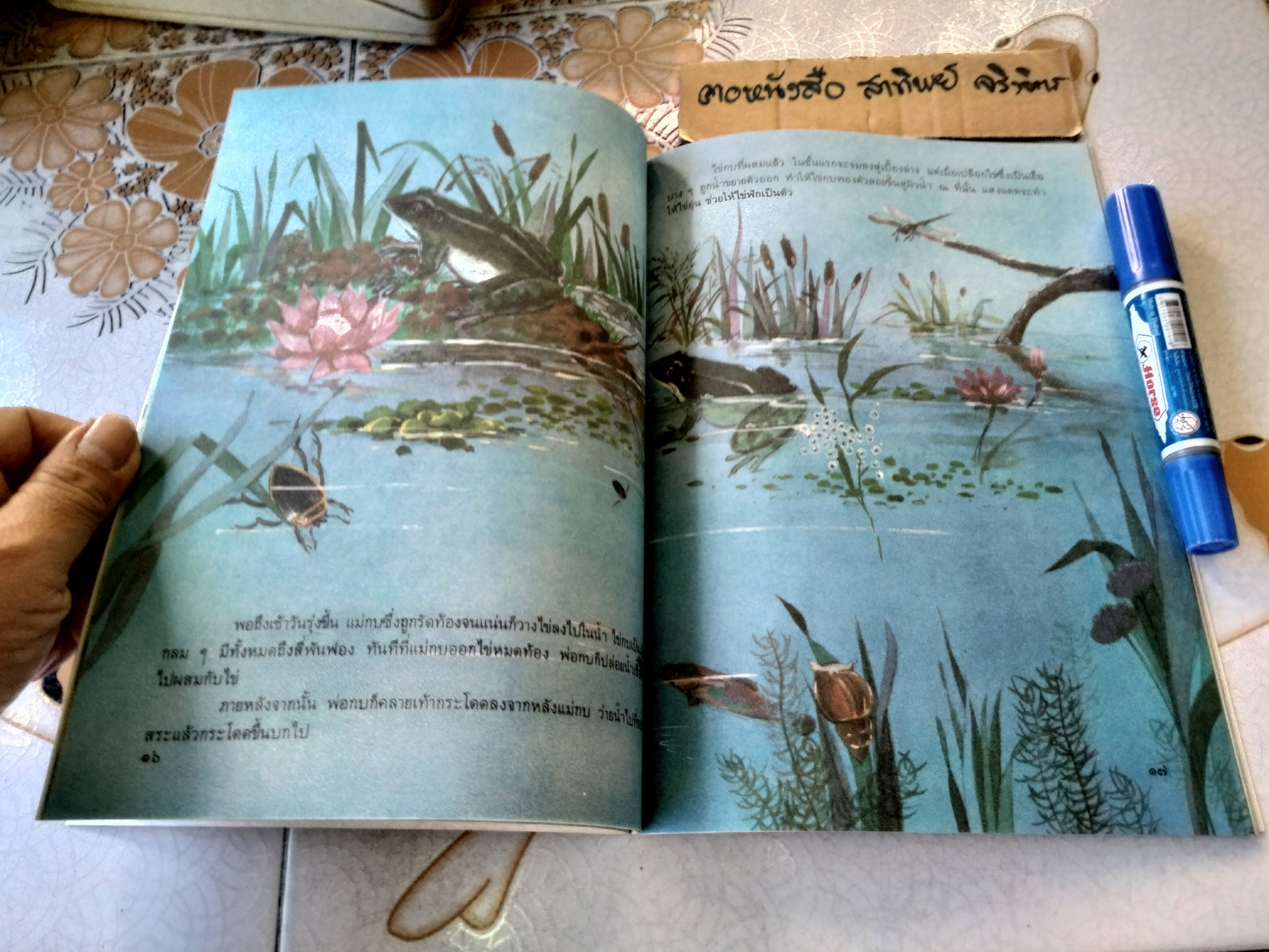 ในสระจ้อย #หนังสือส่งเสริมการอ่านระดับประถมศึกษา (หนังสือเตรียมทำหนังสือห้องสมุด-สภาพดี)