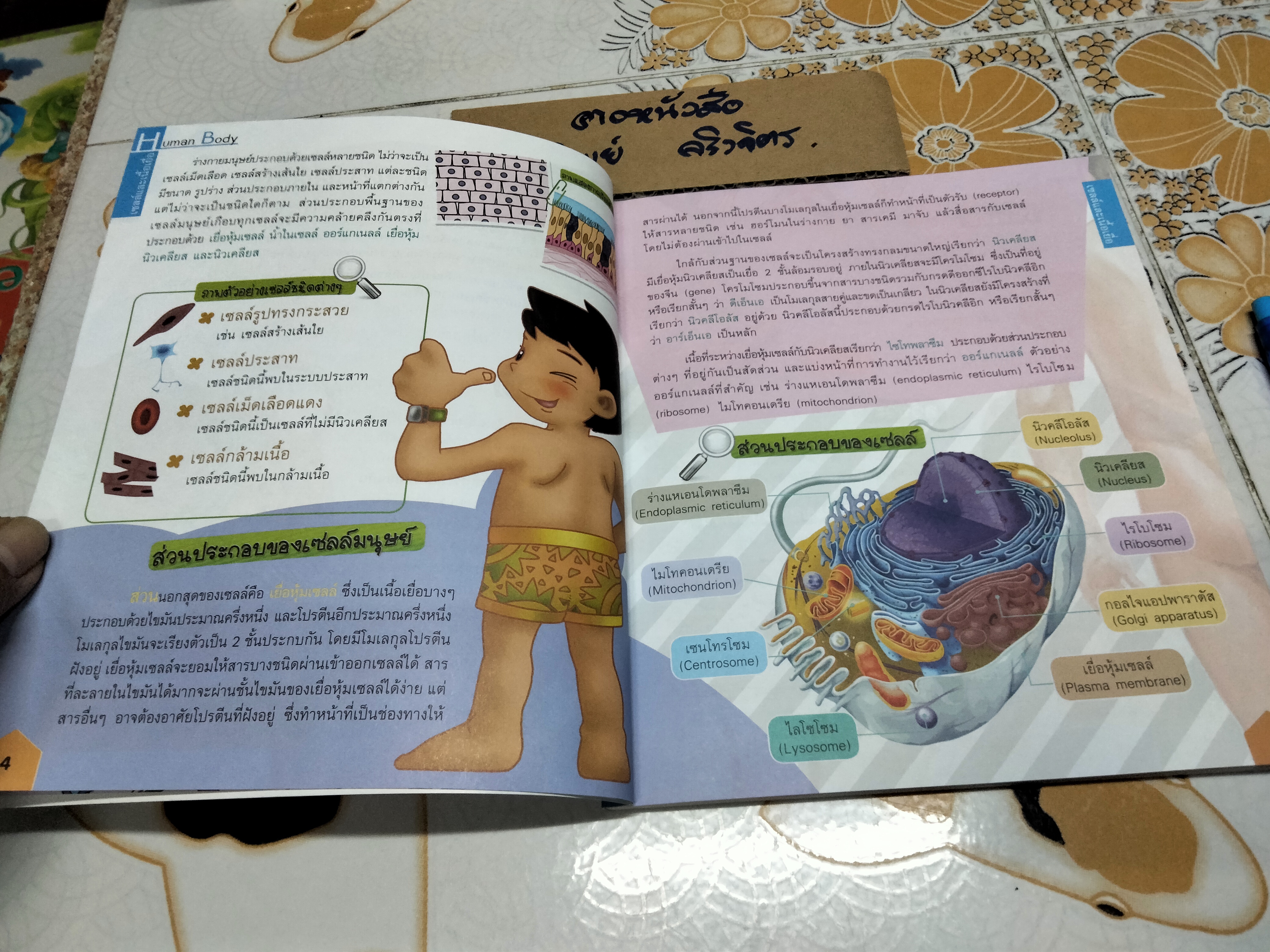 ระบบร่างกายมนุษย์ Human Body (ระดับประถม) ผศ. ดร. อรกัญญ์ ภูมิโคกรักษ์