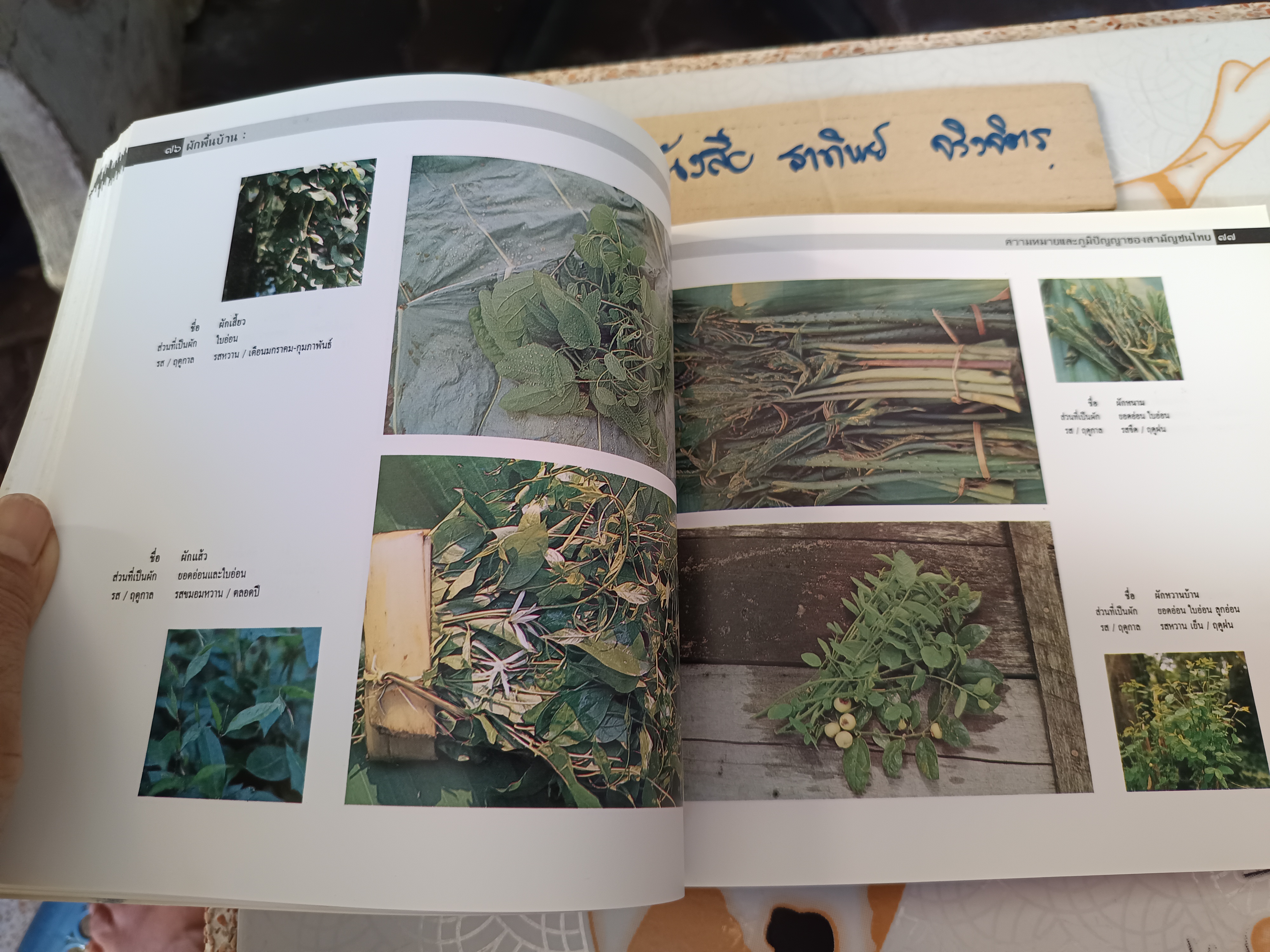 ผักพื้นบ้าน ความหมายและภูมิปัญญาของสามัญชนไทย โดย สถาบันการแพทย์แผนไทย กรมการแพทย์ กระทรวงสาธารณสุข