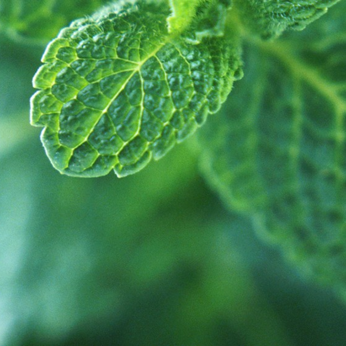 (Pre Order) Colgate® 2 in 1 Toothpaste Mouthwash, Icy Blast Whitening 130 g คอลเกต ยาสีฟัน + น้ำยาบ้วนปาก รสมินท์