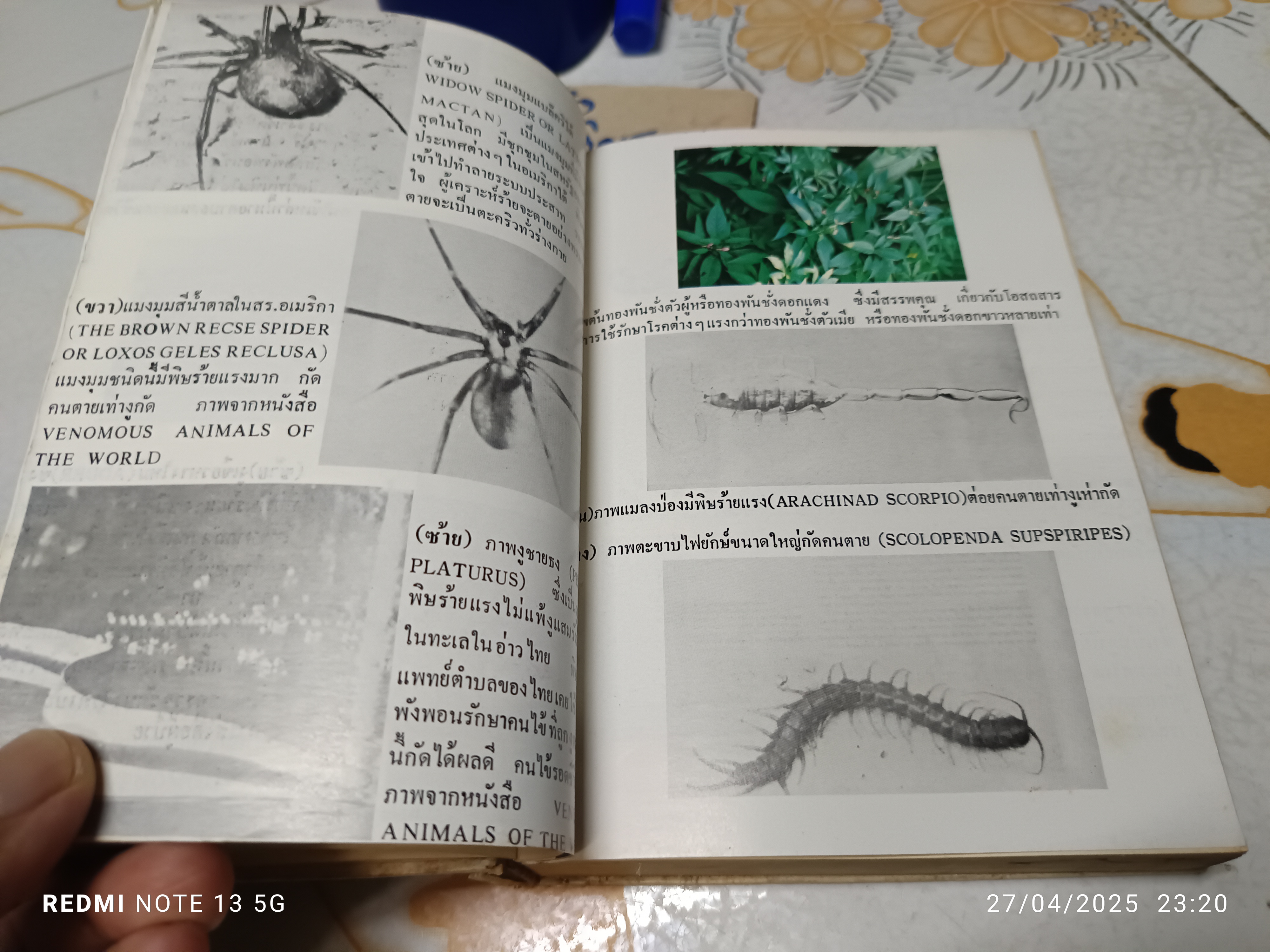 หลักการใช้ยาสมุนไพรรักษาโรคต่างๆ โดย พ.ต.อ.ชลอ อุทกภาชน์ พิมพ์ปี 2523 สำนักพิมพ์แพร่พิทยา **สินค้าหมด**