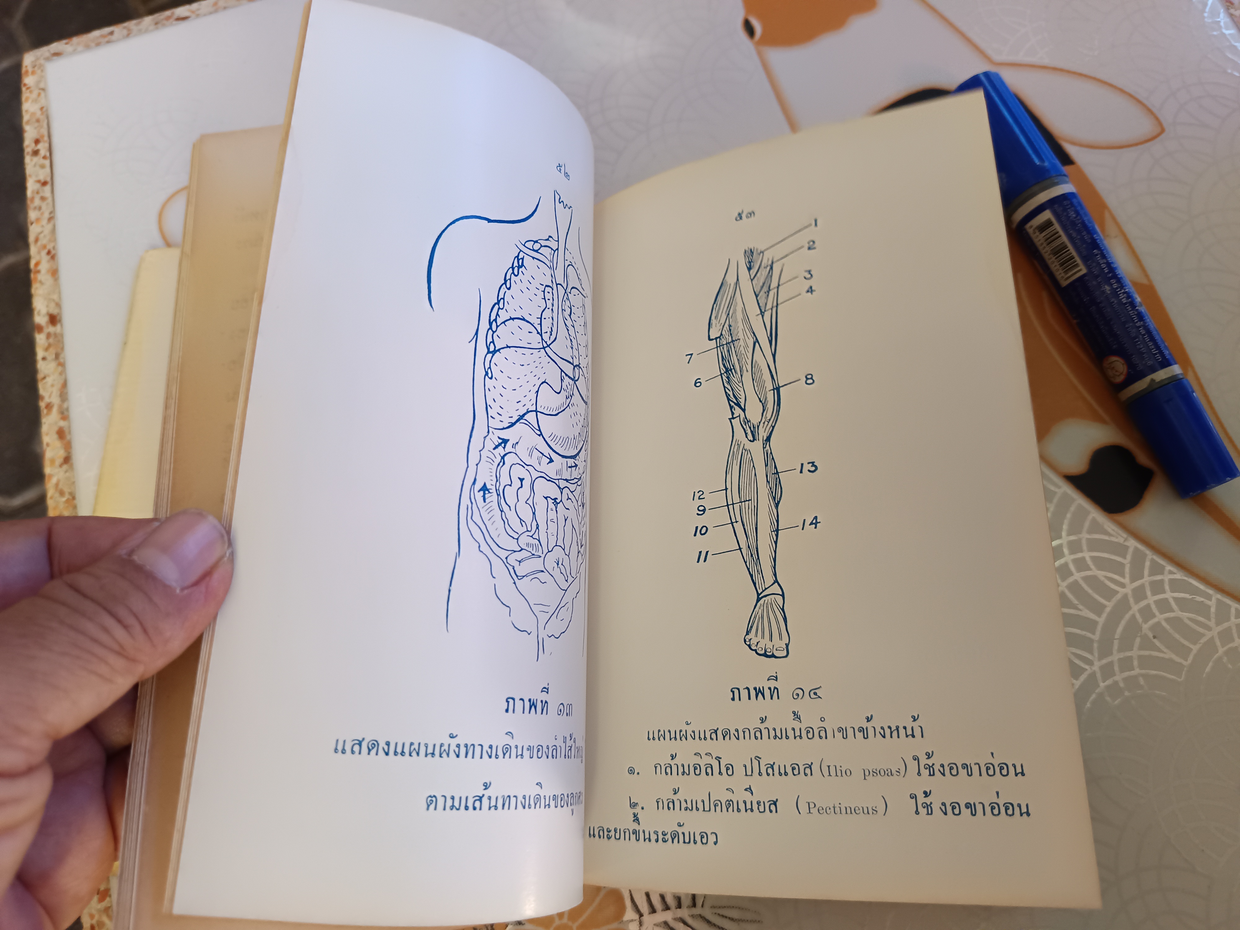 ตำรานวดกล้าม เรียบเรียงโดย นิยม ทองชิตร์ / จัดทำและดำเนินงานโดย ดำริห์ ชุมะศารทูล พิมพ์ที่โรงพิมพ์อักษรสารการพิมพ์ พ.ศ 2504