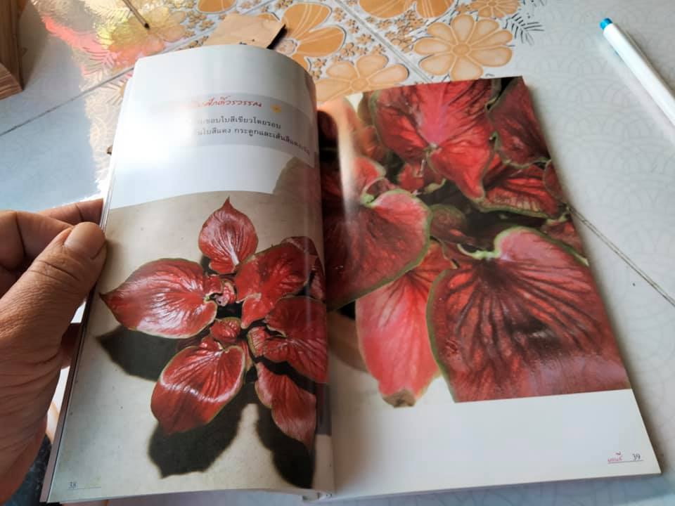 บอนสี - ร้อยพรรณพฤกษา โดย อ.เศรษฐมันตร์ กาญจนกุล พิมพ์ครั้งแรก พ.ศ.2550 **สินค้าหมด**