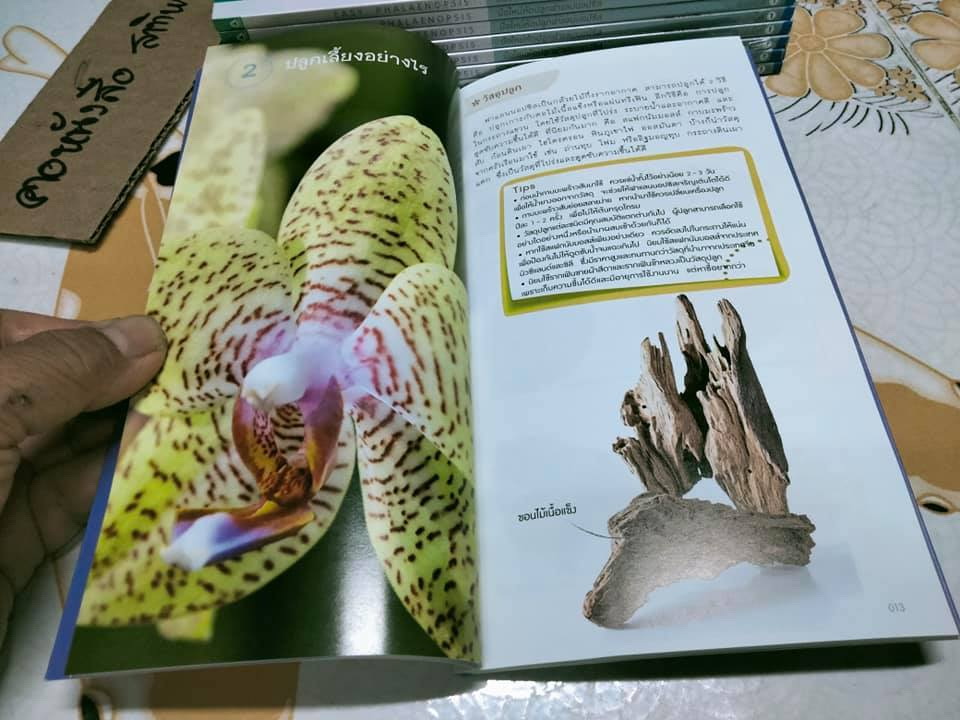 มือใหม่หัดปลูกฟาแลนนอปซิส (Easy Phalaenopsis) โดย ภวพล ศุภนันทนานนท์ , มือหนึ่ง ในซีล