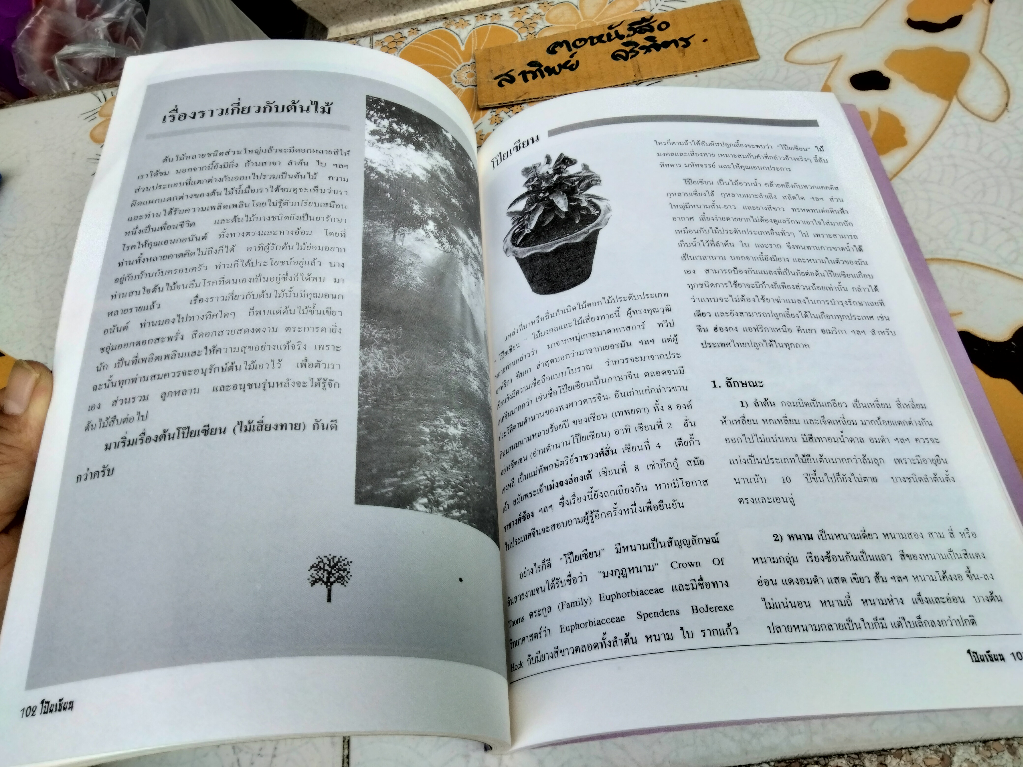 โป๊ยเซียน ต้นไม้เสี่ยงทาย เล่ม 2 โดย มณฑล เนตรสว่าง พิมพ์ปี พ.ศ 2537