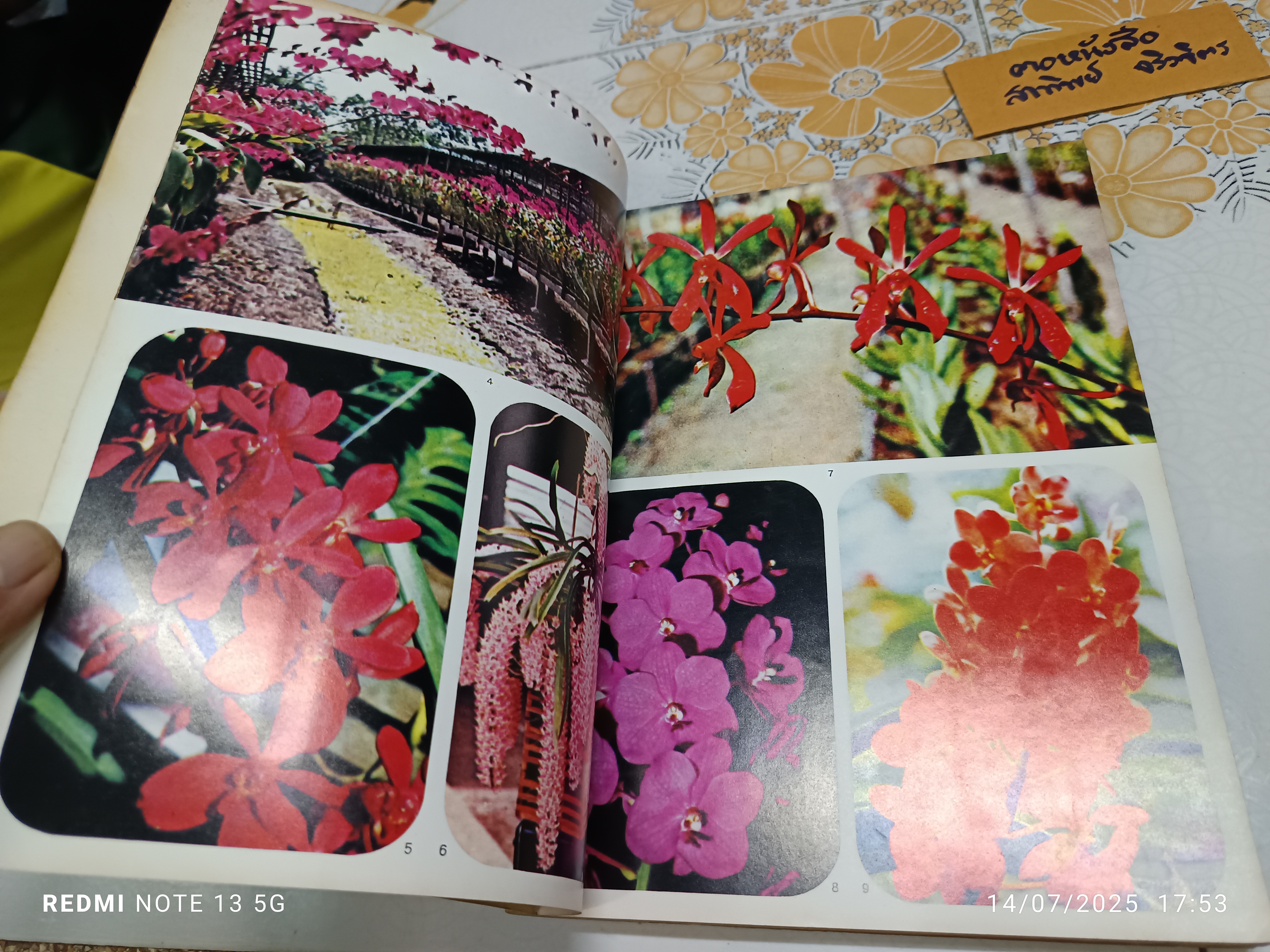 หนังสือที่ระลึกรุ่นที่ 11 คณะอาจารย์และผู้เข้ารับการอบรมหลักสูตรวิชาการเพาะปลูกกล้วยไม้รุ่นที่ 11 ของสมาคมกล้วยไม้แห่งประเทศไทย พิมพ์ปีพ.ศ 2518