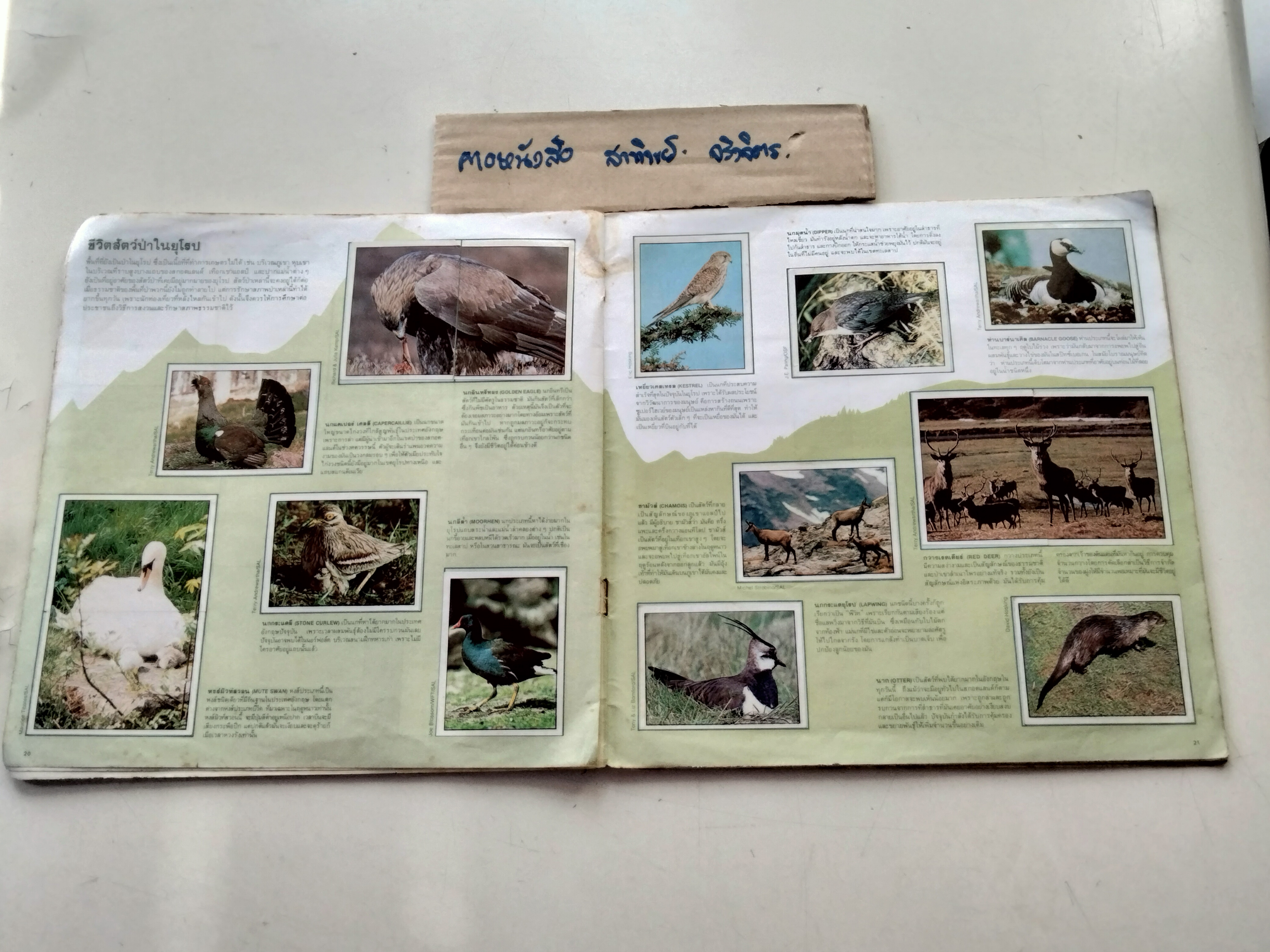 สมุดสะสมสติกเกอร์ ชีวิตสัตว์โลก (แปะครบ 240 รูป) หนังสือมือสอง สภาพพอใช้ **สินค้าหมด**