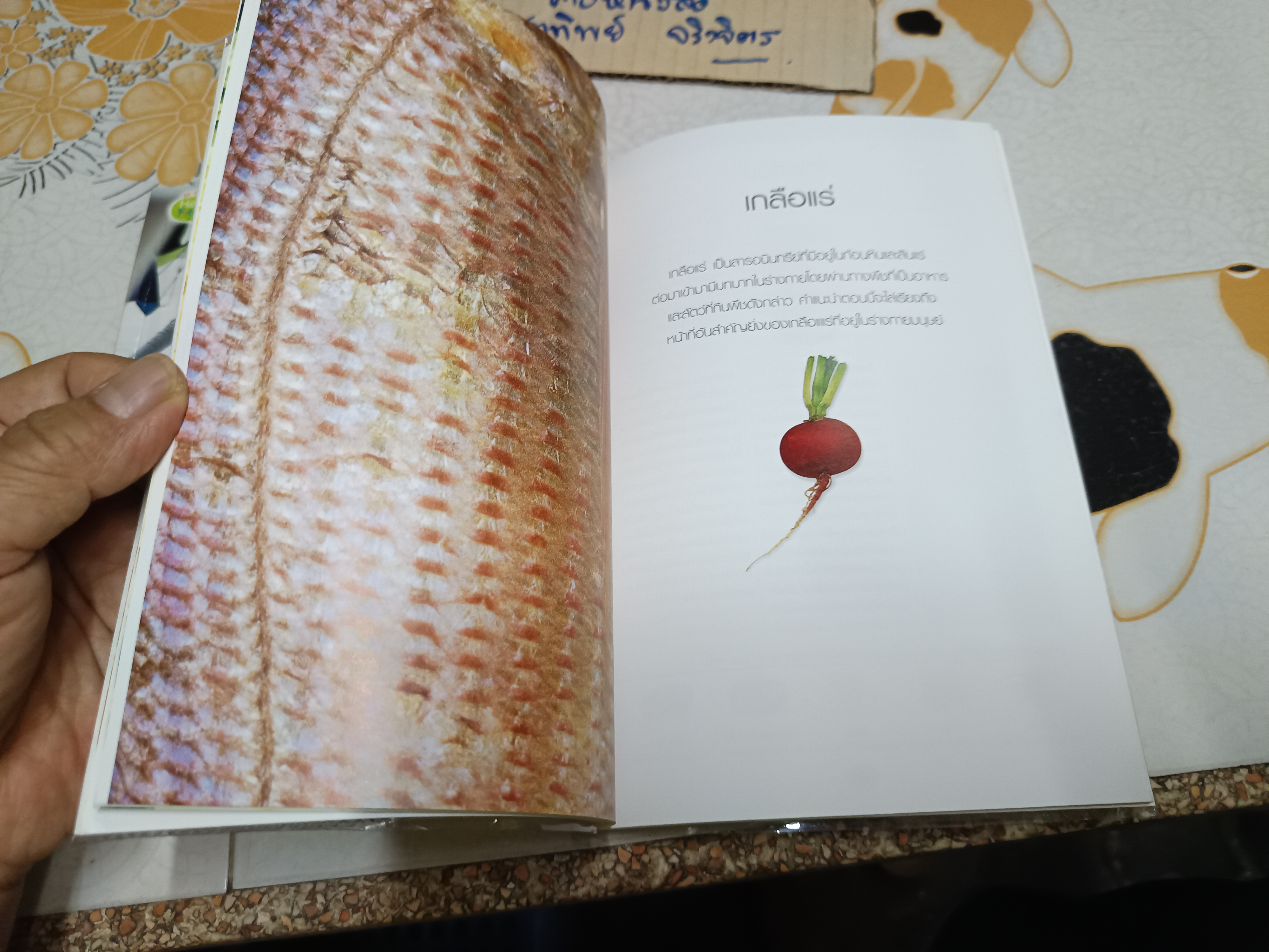 (ขายรวม 2 เล่ม) Detox solutions 14 แผนล้างพิษเพื่อชีวิตสุขภาพดี + คู่มือดูแลสุขภาพด้วยวิตามินและเกลือแร่ (vitamins and minerals handbook)