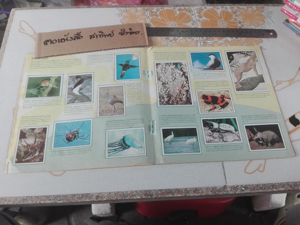 สมุดสะสมสติกเกอร์ ชีวิตสัตว์โลก (แปะครบ 240 รูป) ** สินค้าหมด**