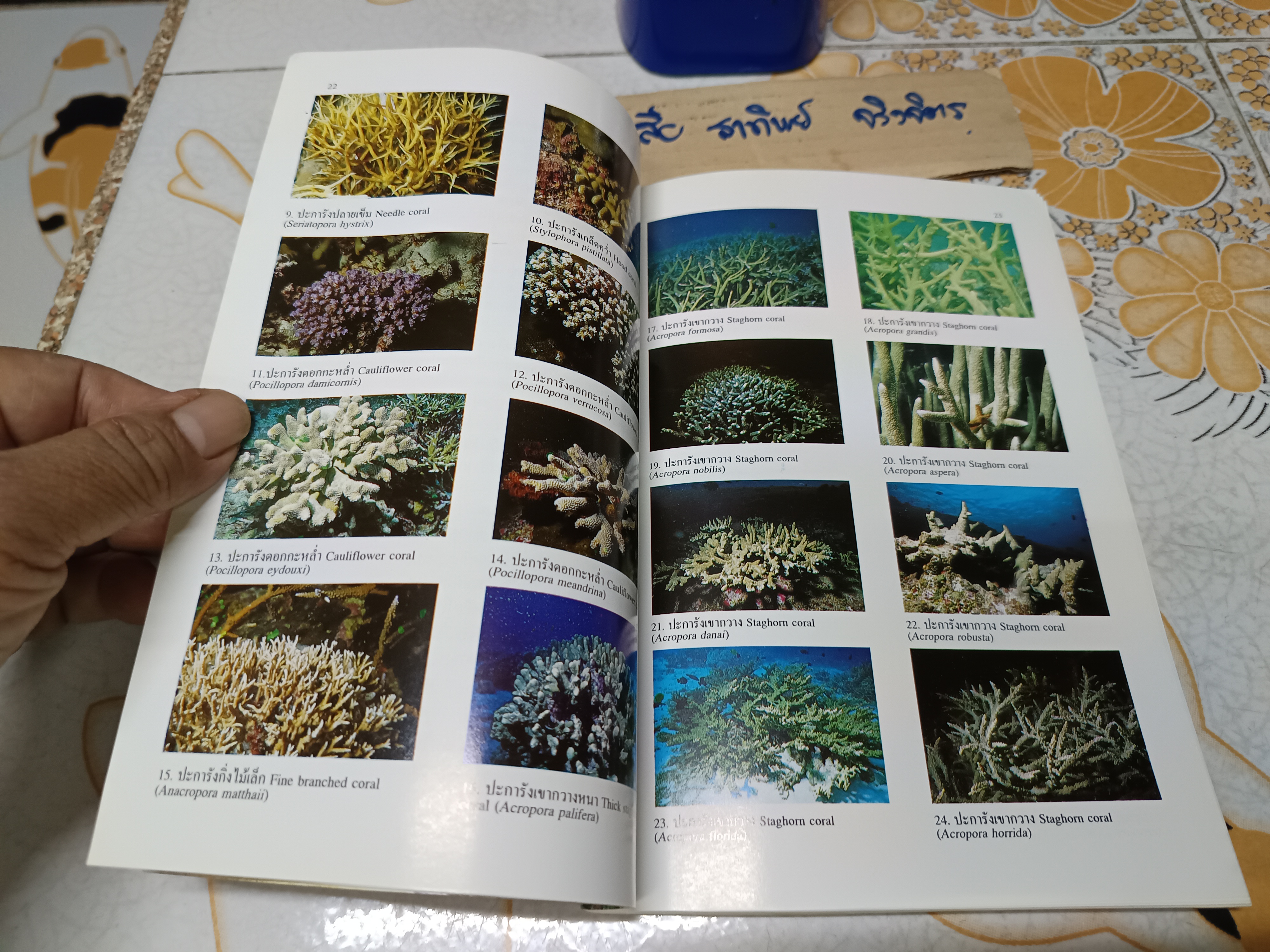 โครงการอุทยานใต้ทะเล จุฬาภรณ์ 36 คู่มือสัตว์และพืชในแนวปะการังหมู่เกาะสุรินทร์และสิมิลัน