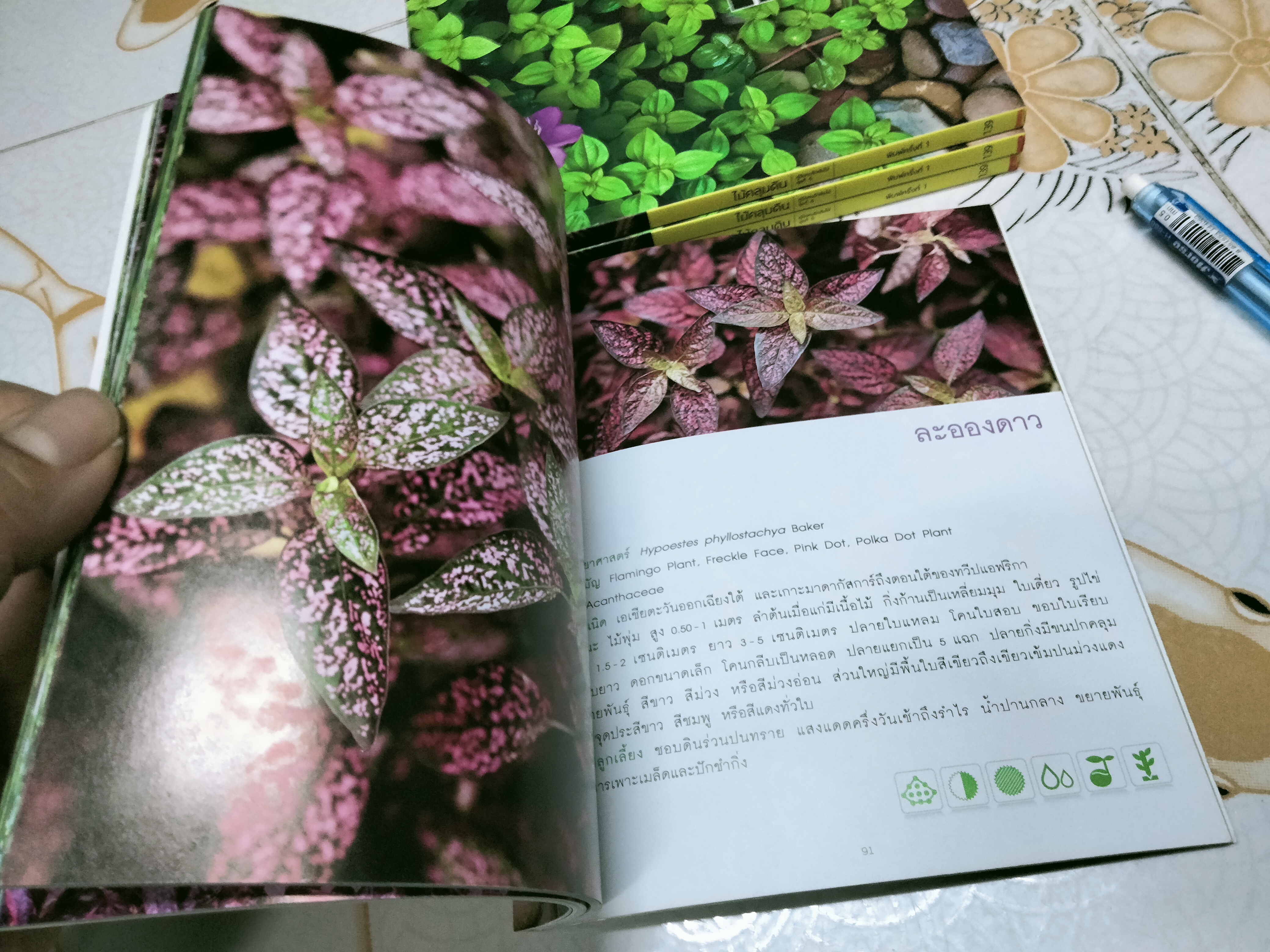 ไม้คลุมดิน - คู่มือคนรักต้นไม้ ชุดที่ 6 โดย ธิวลักษณ์ บุนนาค พิมพ์ครั้งที่ 1 สำนักพิมพ์บ้านและสวน **สินค้าหมด**