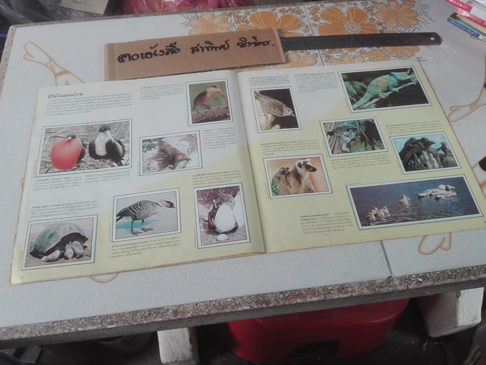 สมุดสะสมสติกเกอร์ ชีวิตสัตว์โลก (แปะครบ 240 รูป) ** สินค้าหมด**