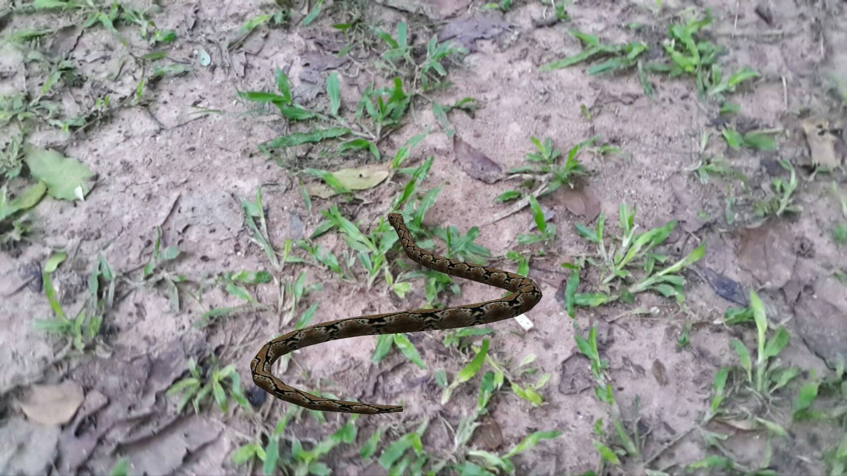 สื่อสามมิติ ด้านภาษา