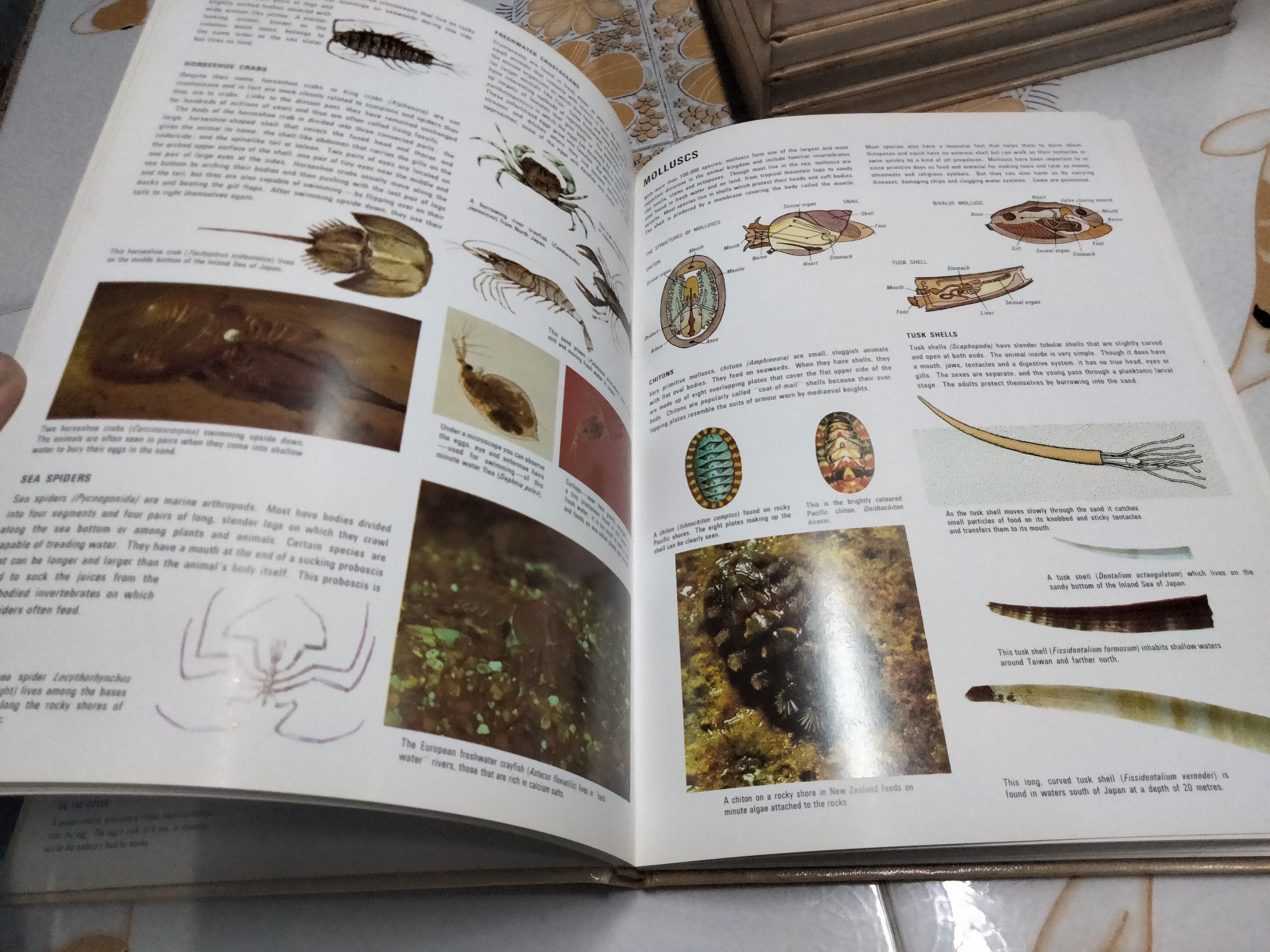 The Children's Treasurey of Knowledge (10 เล่มชุด)