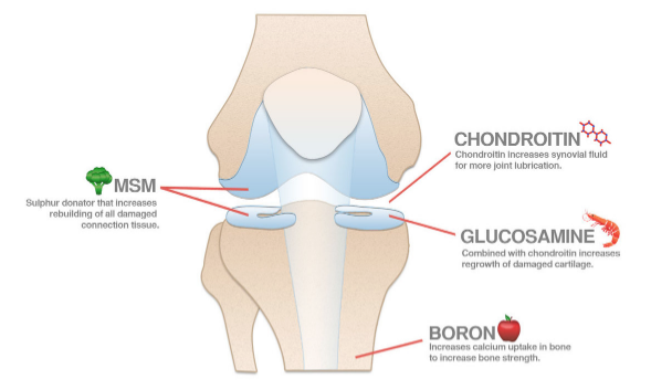21st Century® Glucosamine Relief 500 mg 60 Capsules Easy Swallow กลูโคซามีน ช่วยบำรุงข้อต่อ ลดการเสื่อมของกระดูกอ่อน เหมาะสำหรับผู้มีอาการปวดข้อ