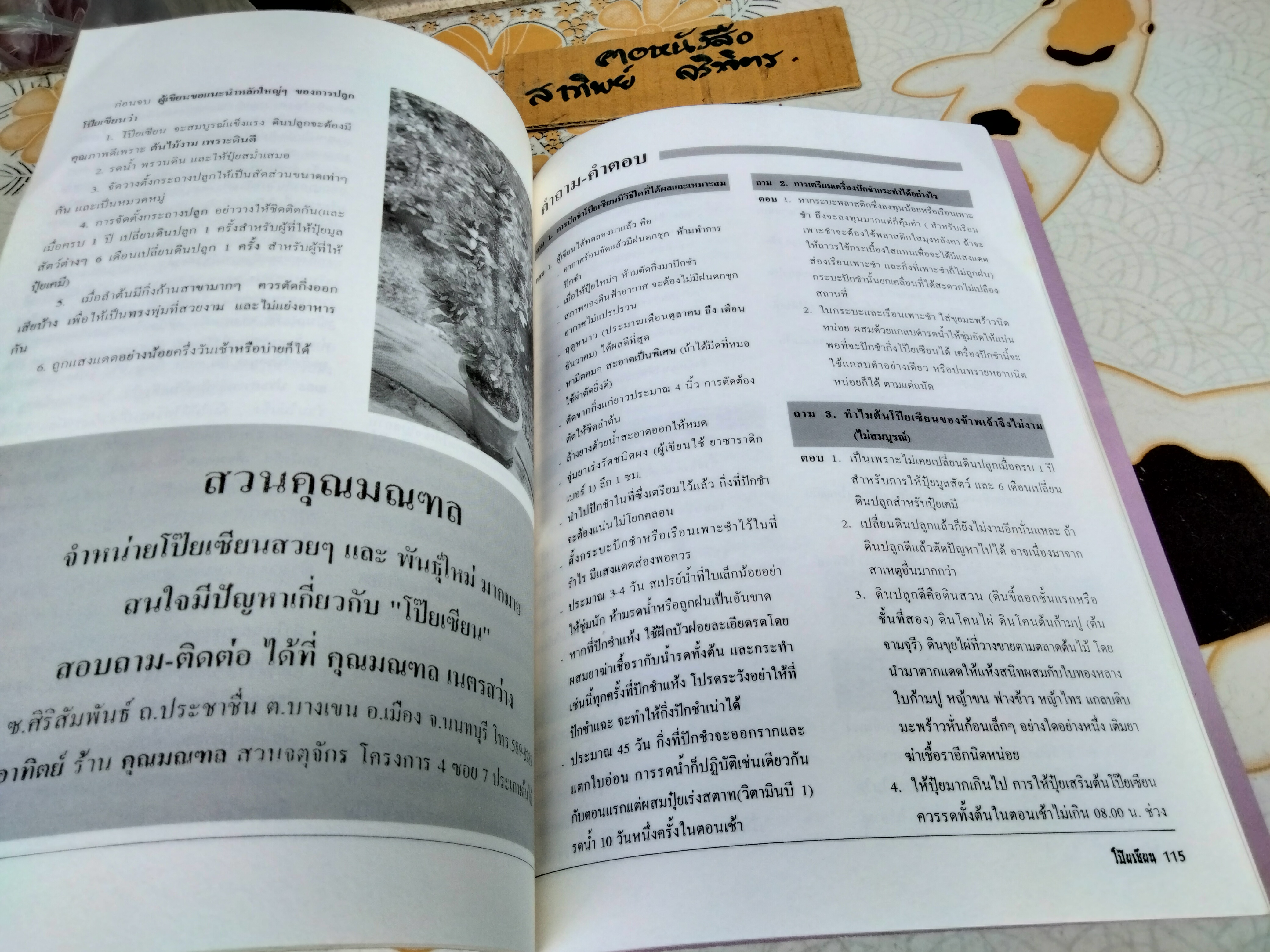 โป๊ยเซียน ต้นไม้เสี่ยงทาย เล่ม 2 โดย มณฑล เนตรสว่าง พิมพ์ปี พ.ศ 2537