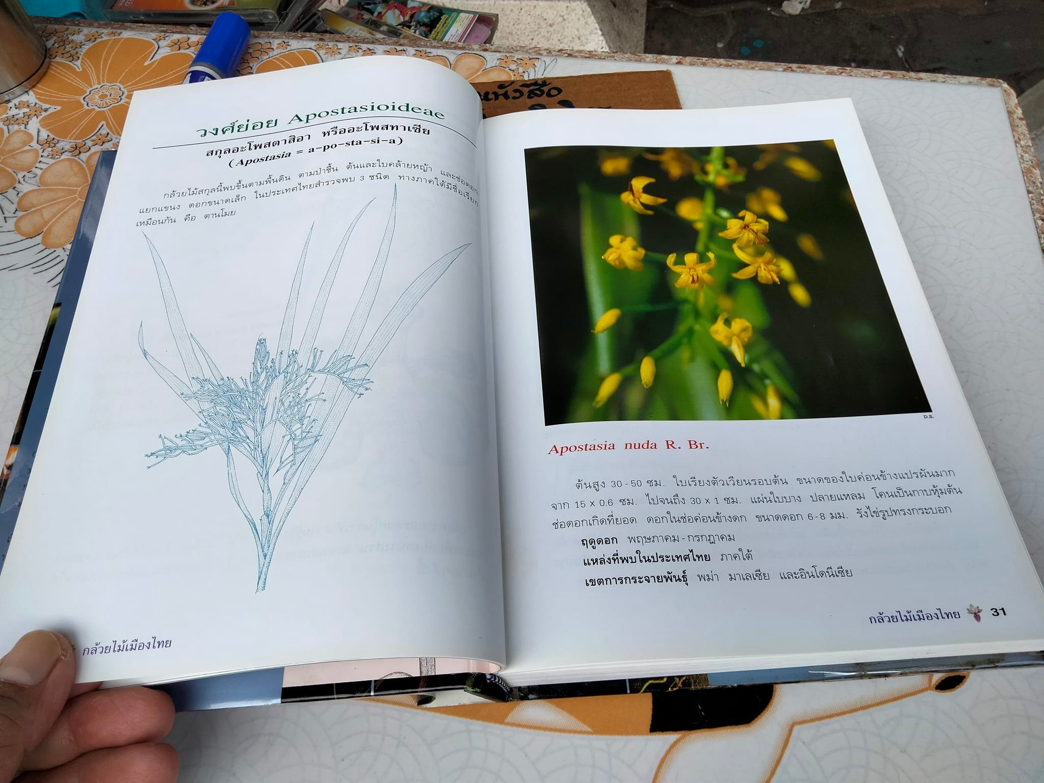 กล้วยไม้เมืองไทย - รศ. ดร.อบฉันท์ ไทยทอง **สินค้าหมด**