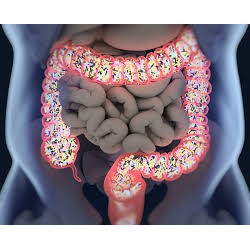 Digestive Health with LactoSpore® Probiotics 2,000 ล้านตัว 60 Veggie Caps (Doctor's Best) พรีเมียม โปรไบโอติกส์