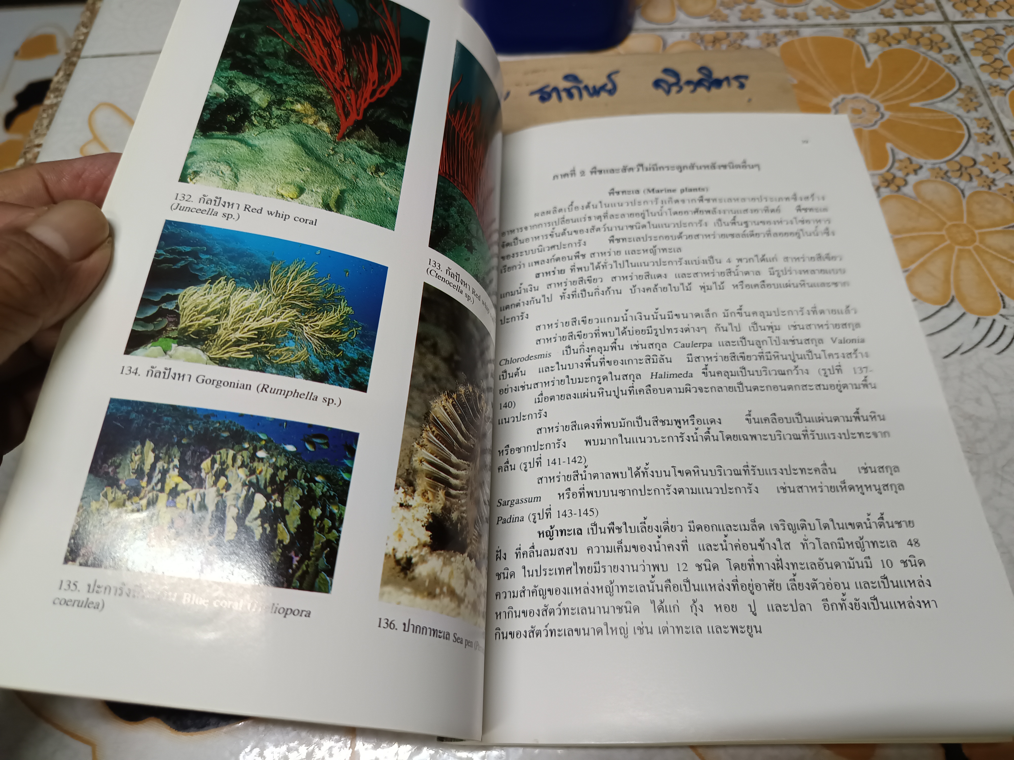 โครงการอุทยานใต้ทะเล จุฬาภรณ์ 36 คู่มือสัตว์และพืชในแนวปะการังหมู่เกาะสุรินทร์และสิมิลัน