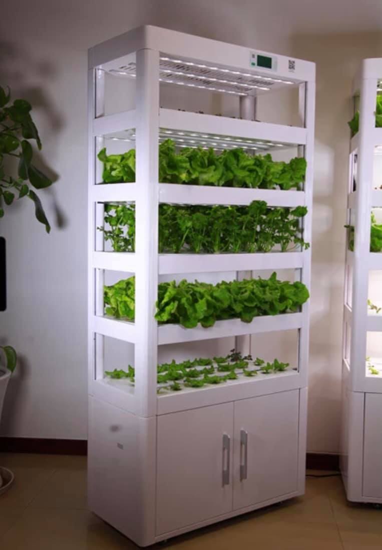 ตู้ปลูกผัก machine vegetable plant factory