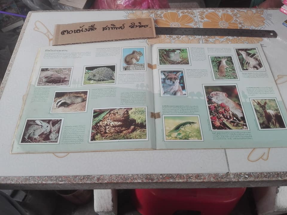 สมุดสะสมสติกเกอร์ ชีวิตสัตว์โลก (แปะครบ 240 รูป) ** สินค้าหมด**