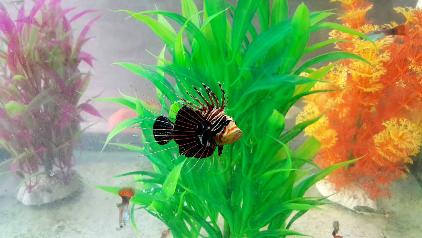 สื่อสามมิติ ด้านภาษา