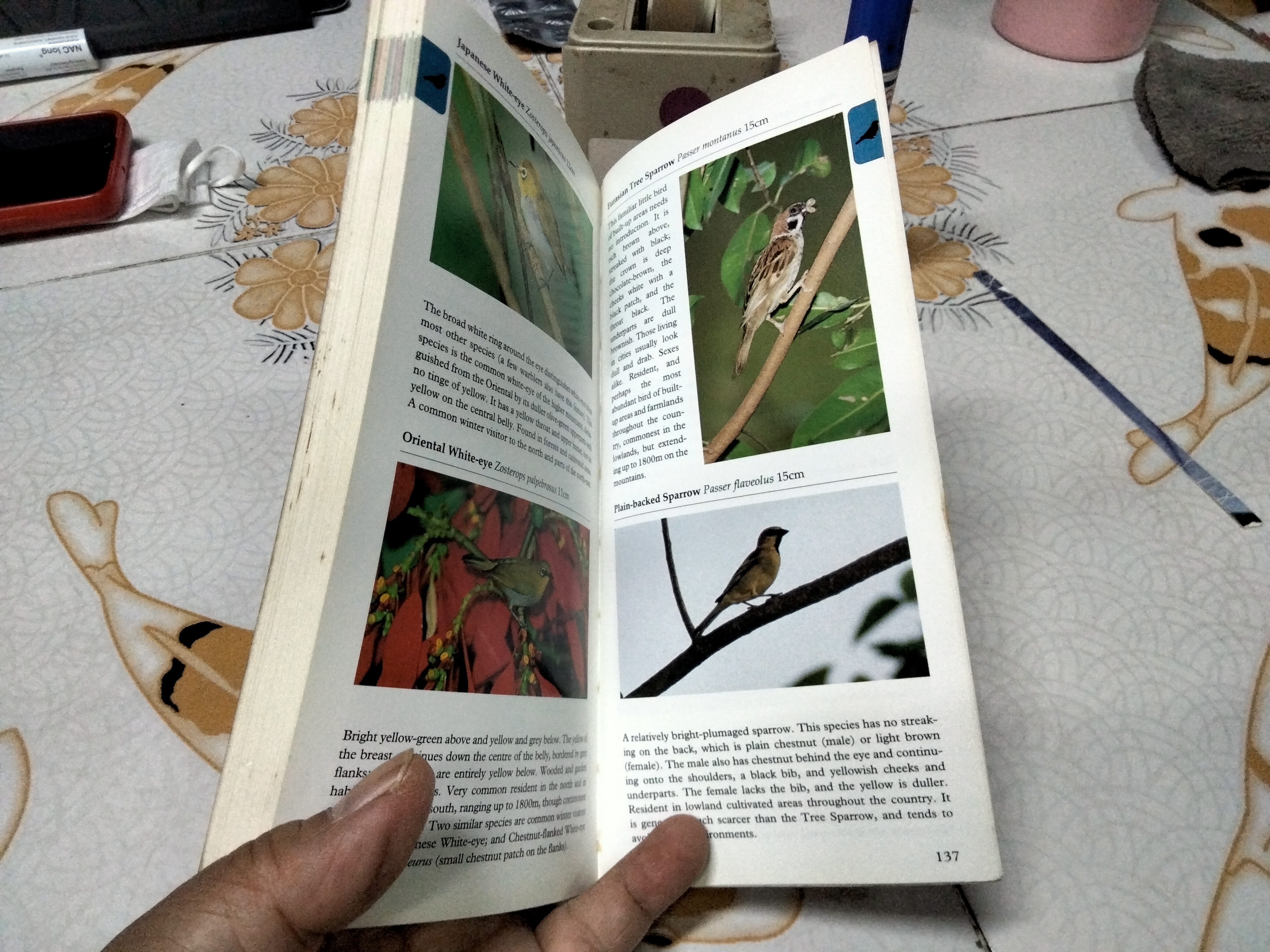 Birds of Thailand by Michael Webster and Chew Yen Fook ,1997