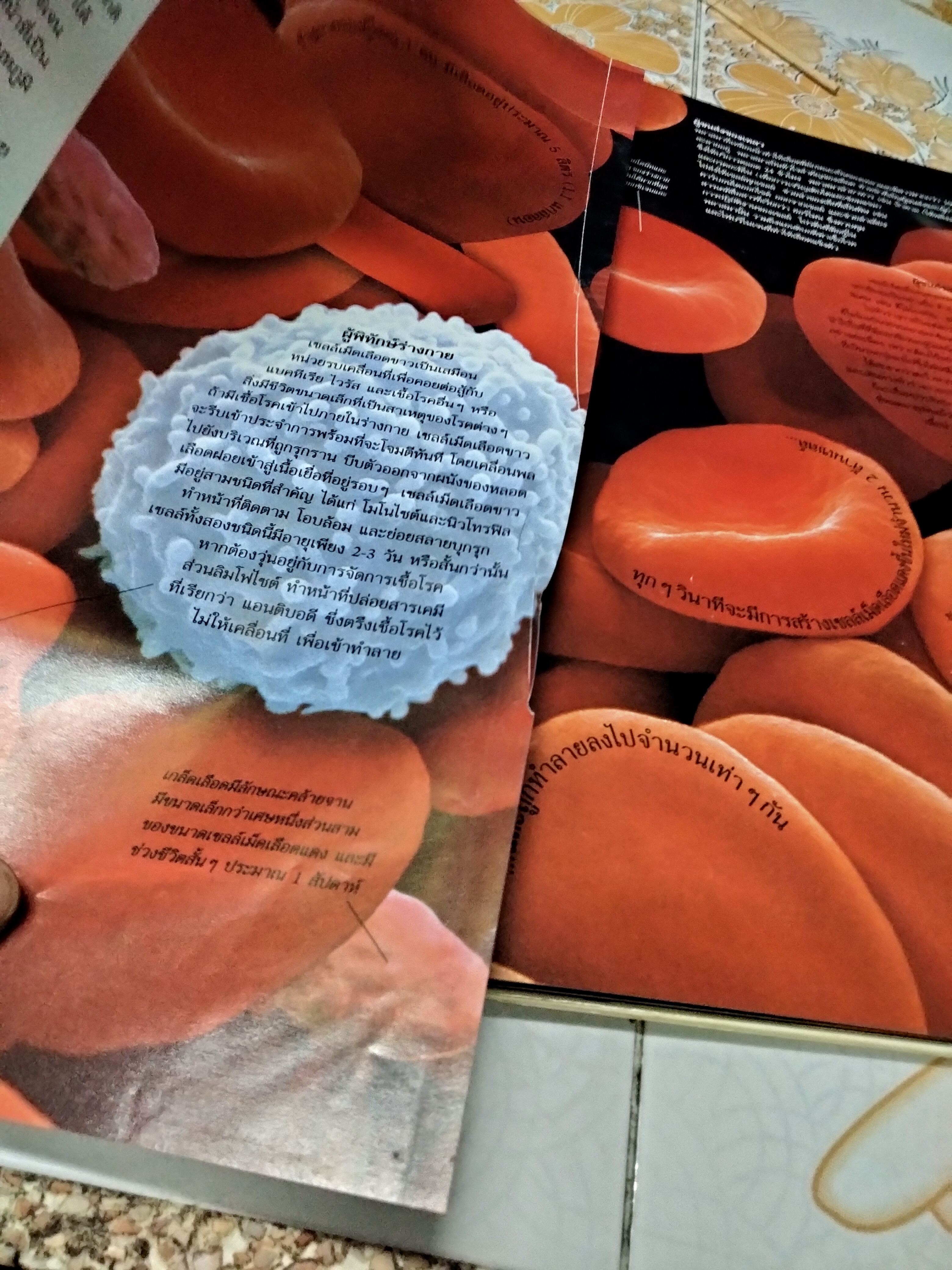 NANMEEBOOKS พาไปพบร่างกาย - Richard Walker เขียน, มีนา โอวราวินทร์ แปล (มีตราประทับจากห้องสมุดที่ใบรองปกหน้าและหลัง)