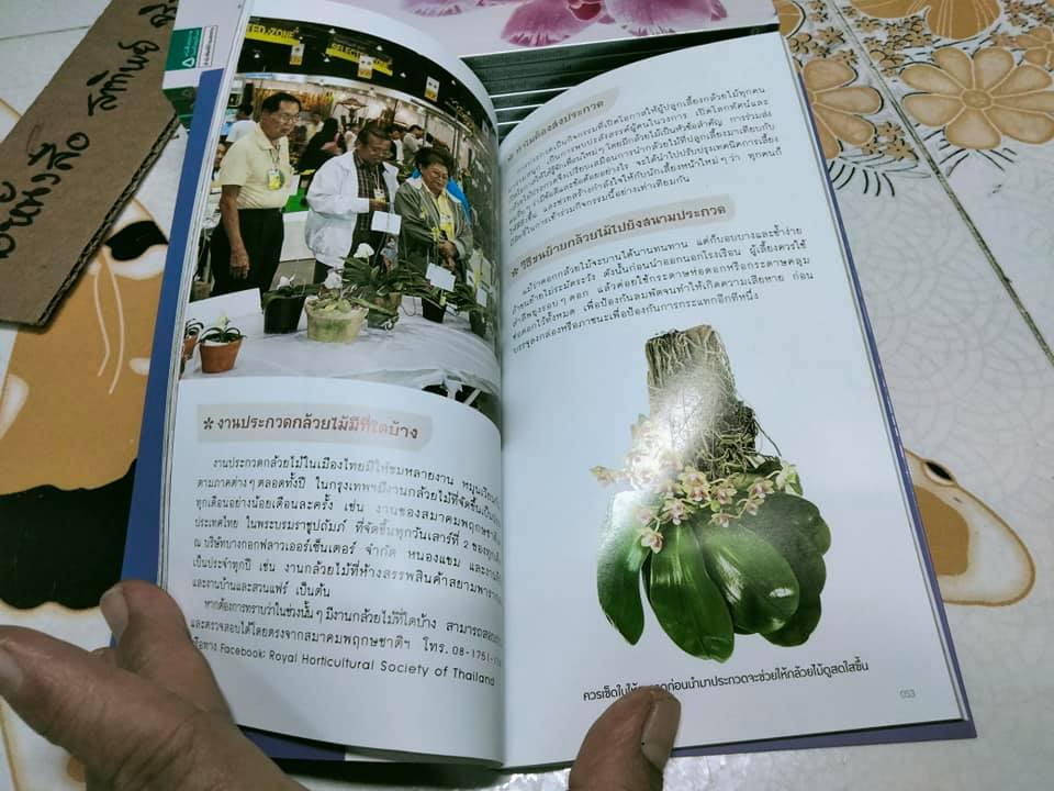 มือใหม่หัดปลูกฟาแลนนอปซิส (Easy Phalaenopsis) โดย ภวพล ศุภนันทนานนท์ , มือหนึ่ง ในซีล