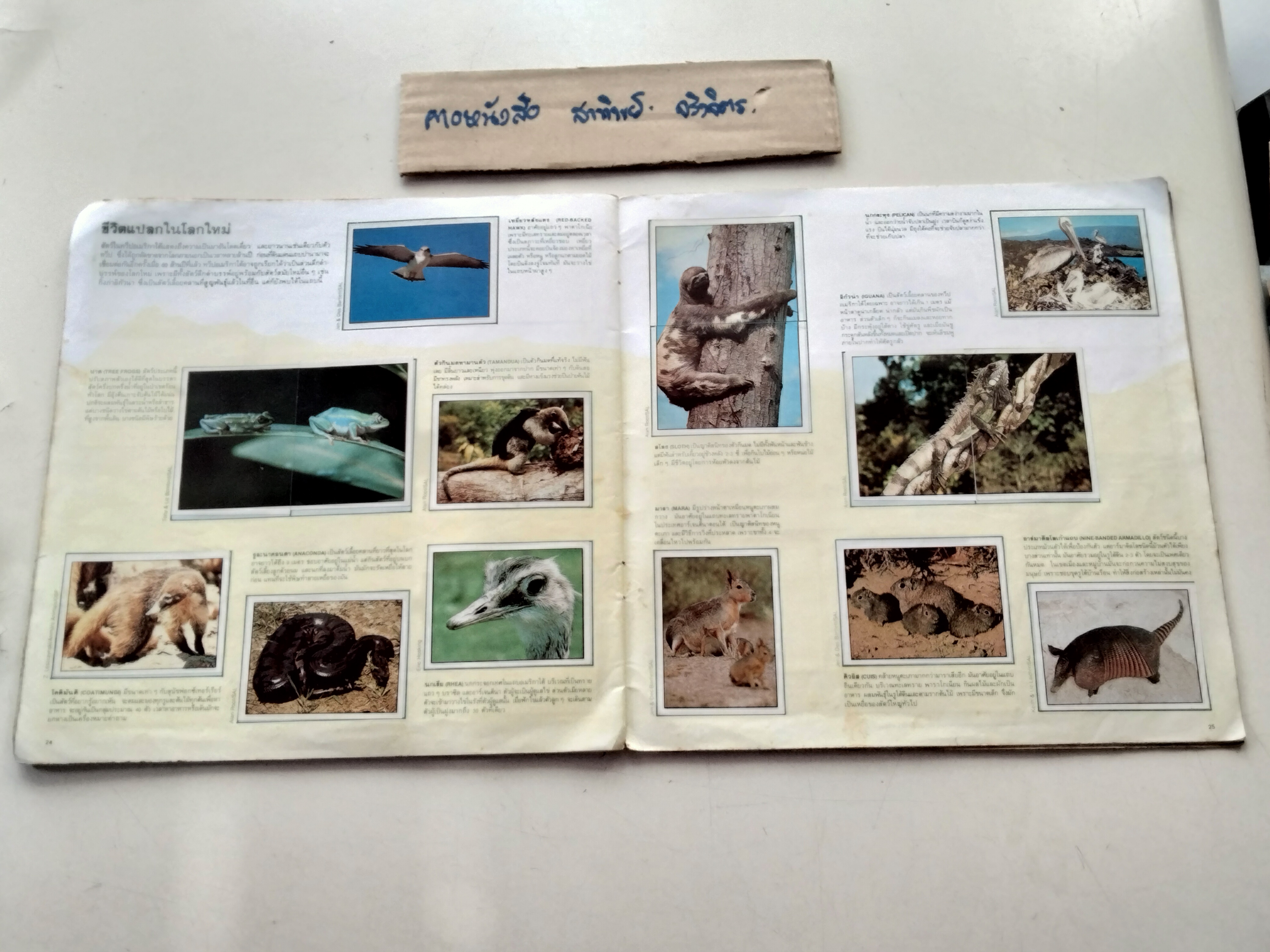 สมุดสะสมสติกเกอร์ ชีวิตสัตว์โลก (แปะครบ 240 รูป) หนังสือมือสอง สภาพพอใช้ **สินค้าหมด**